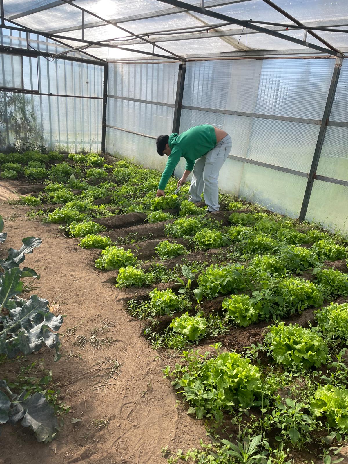 25 março - Colheita das alfaces para venda.