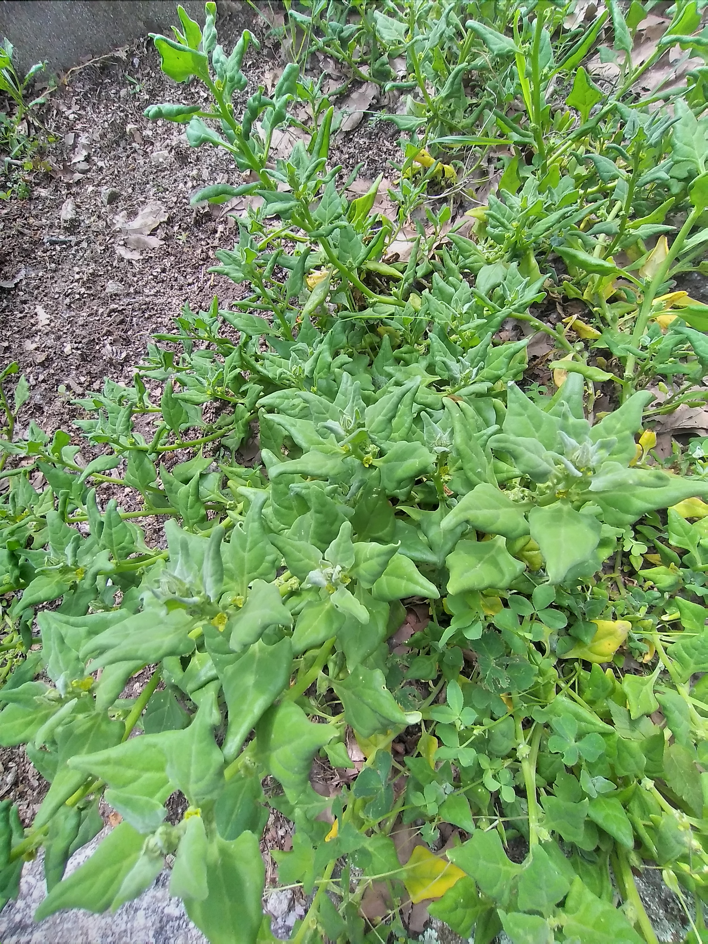 20 abril - plantação de espinafres