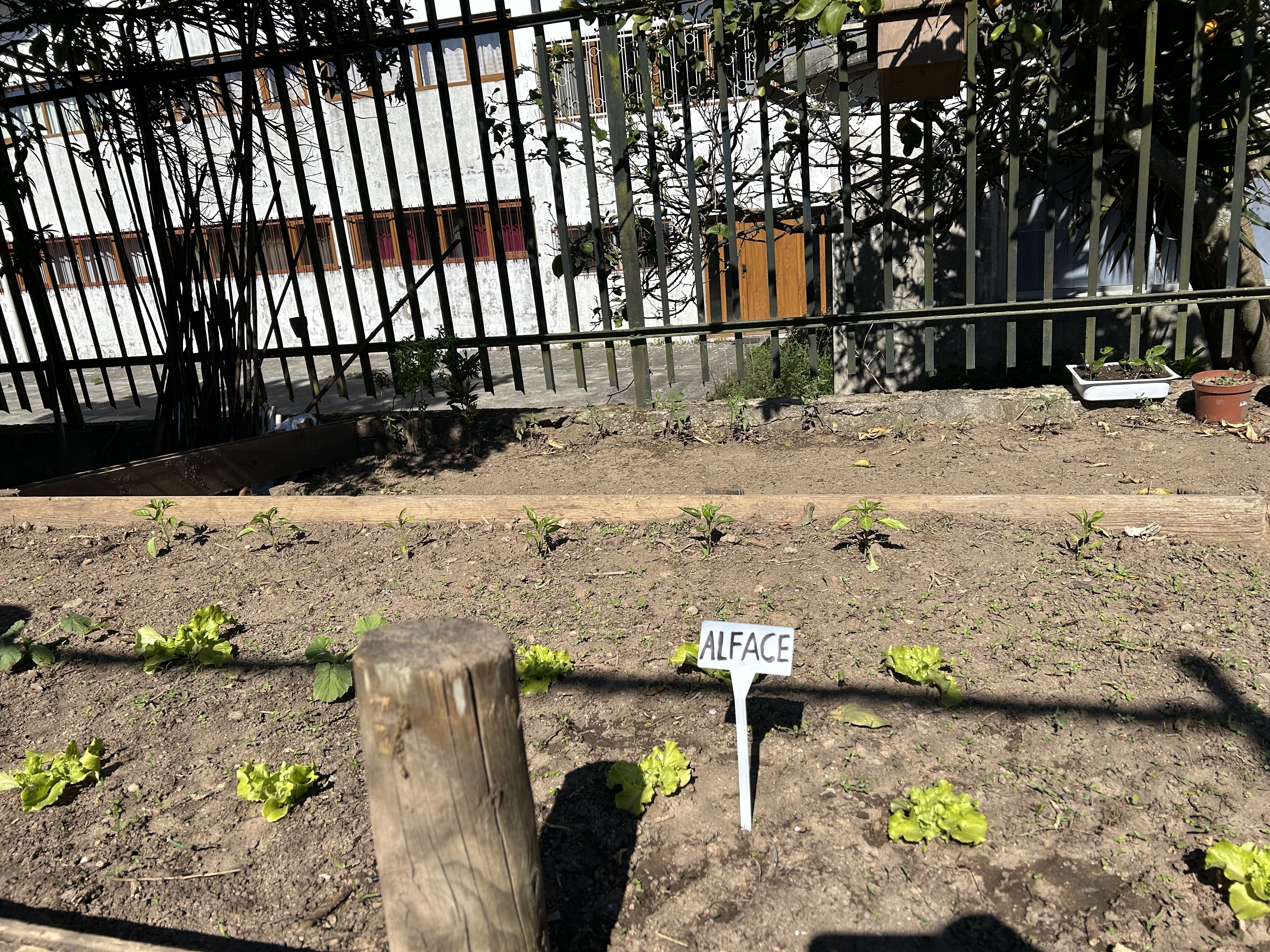 Plantação de Primavera (abril)