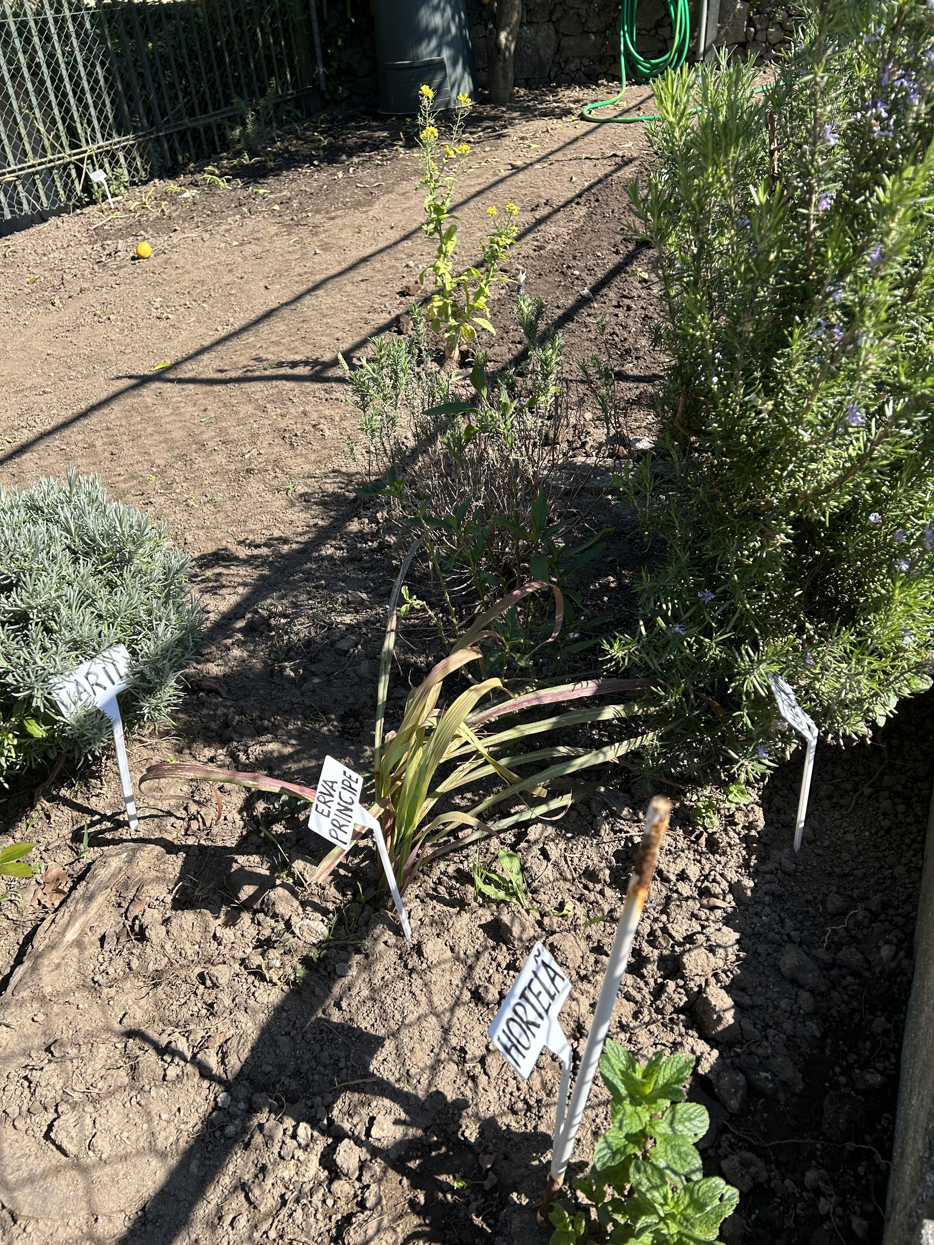 Plantação de Primavera (abril)