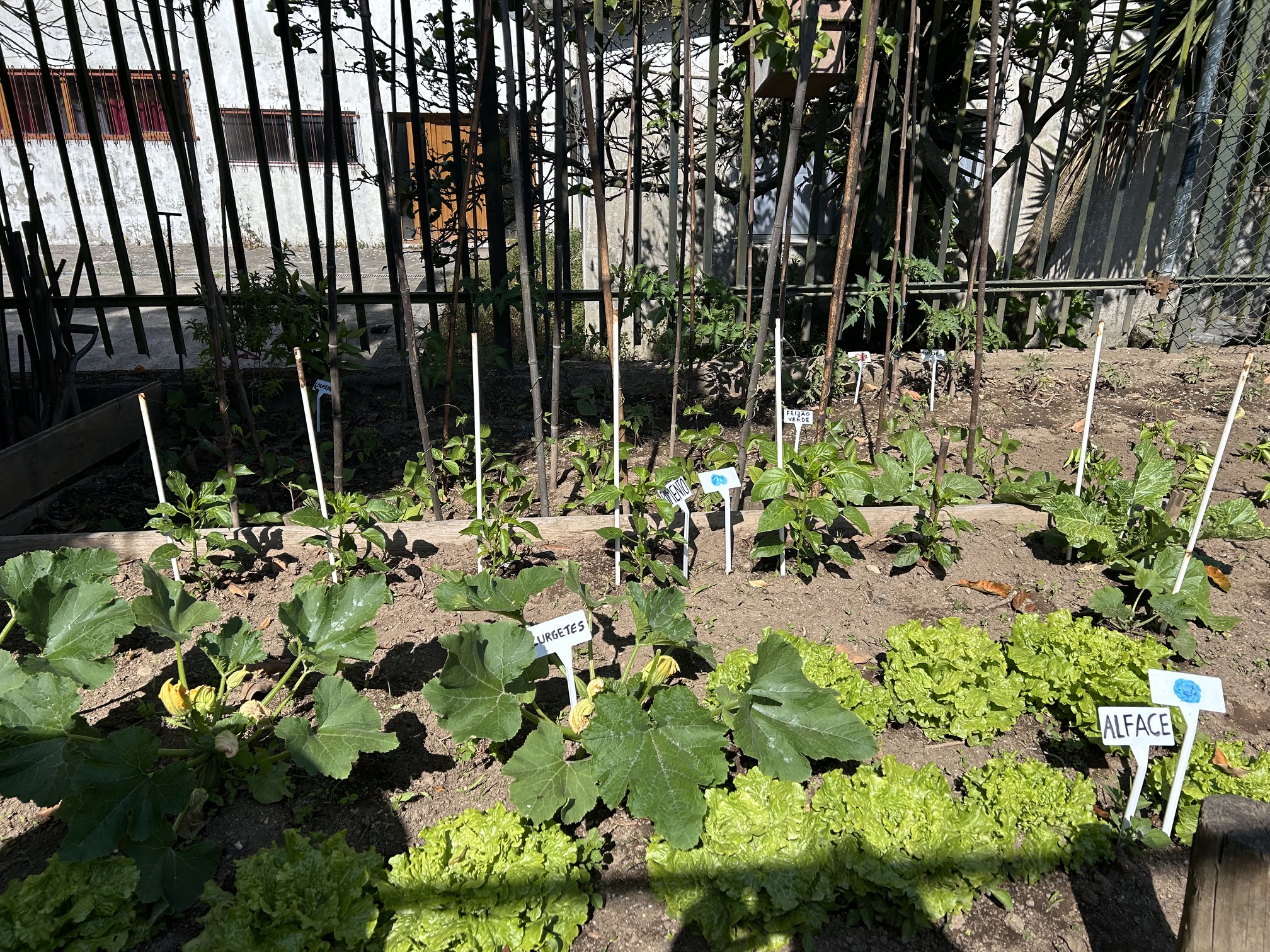 A sementeira de primavera quase pronta a colher (maio)