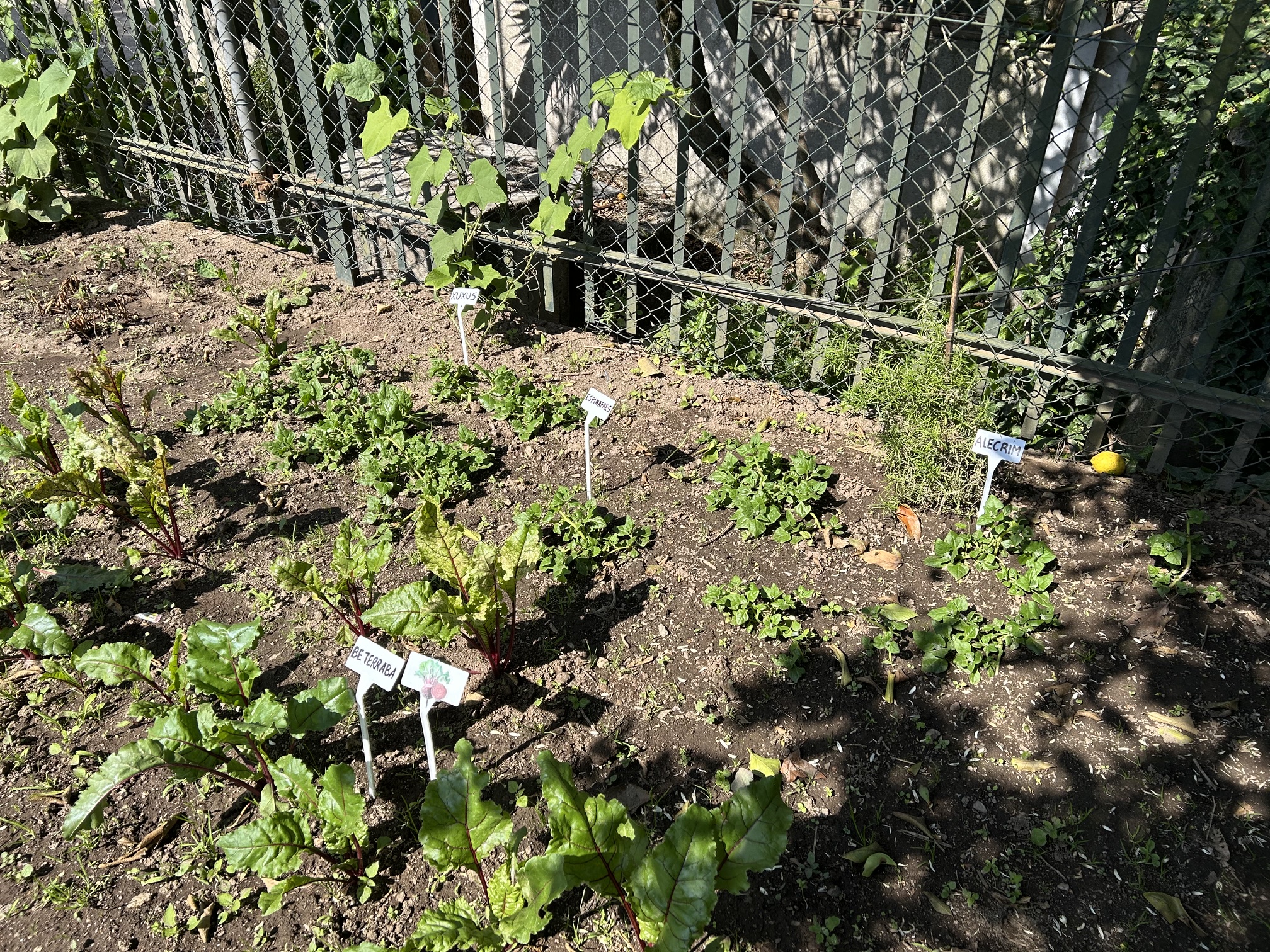 A sementeira de primavera quase pronta a colher (maio)