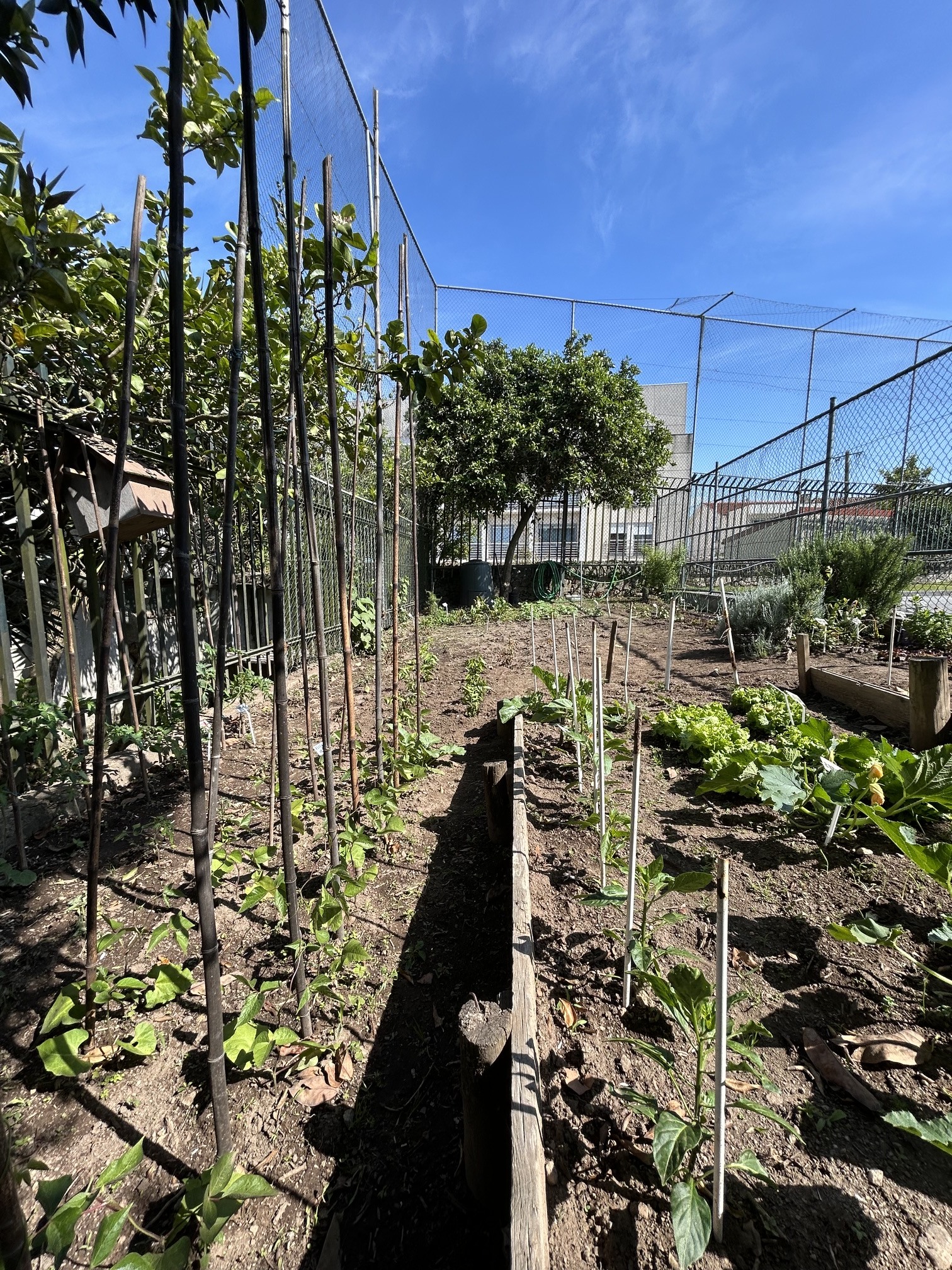 A sementeira de primavera quase pronta a colher (maio)