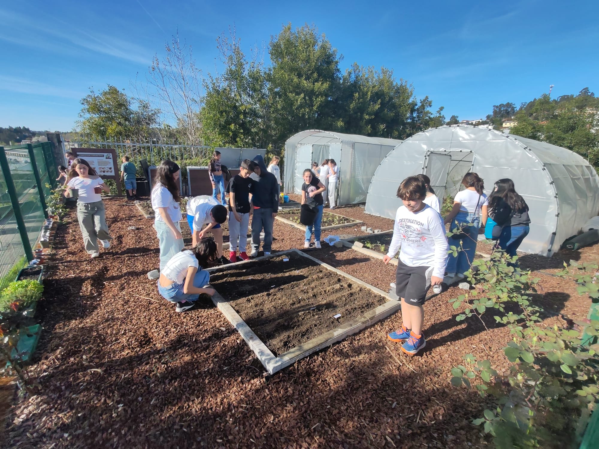 Sementeira e Pantação com o apoio da comunidade. Os pais/EE e familiares dos alunos trouxeram sementes e plantas enraizadas para a horta da escola, ajudaram na respetiva sementeira e plantação e partilharam as técnicas técnicas e procedimentos.