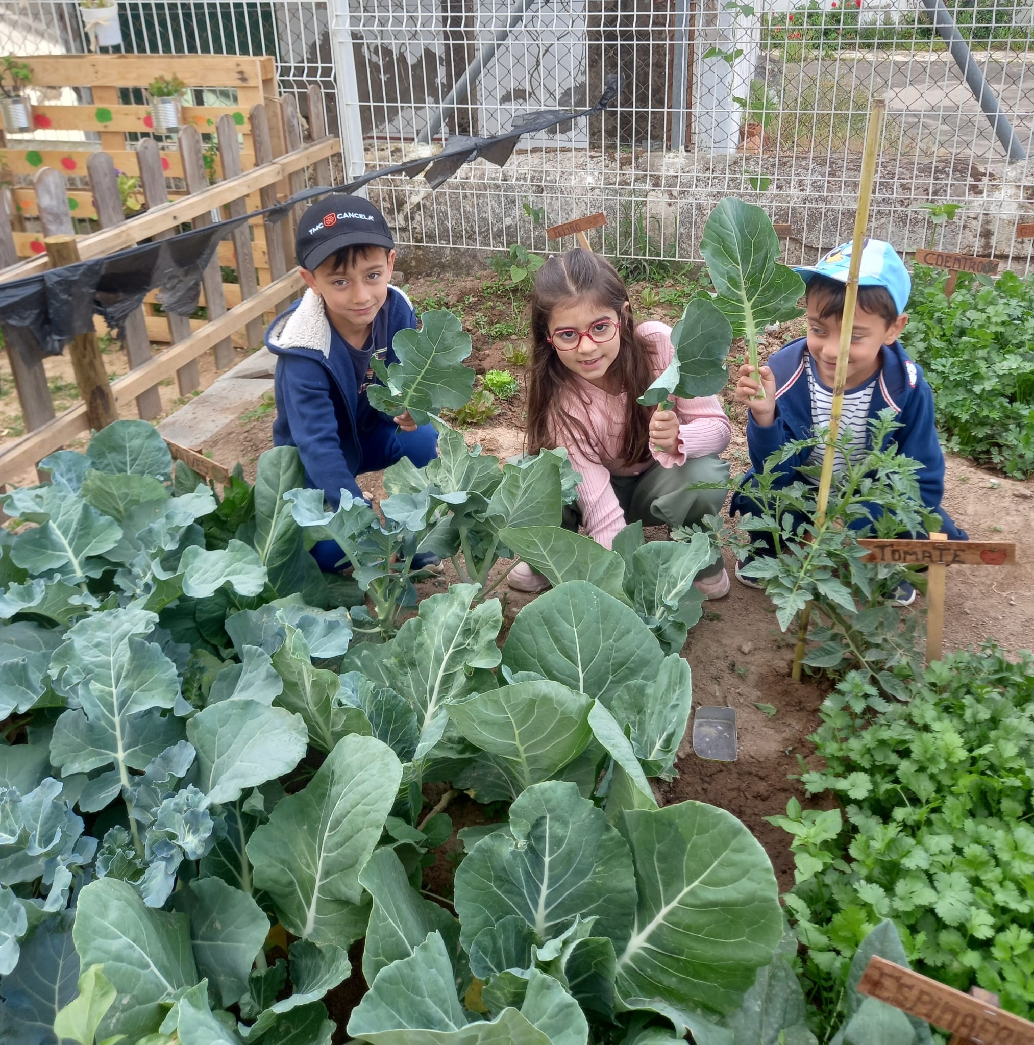 Colheita : recolha de produtos cultivados para confeção dos almoços servidos no refeitório escolar.