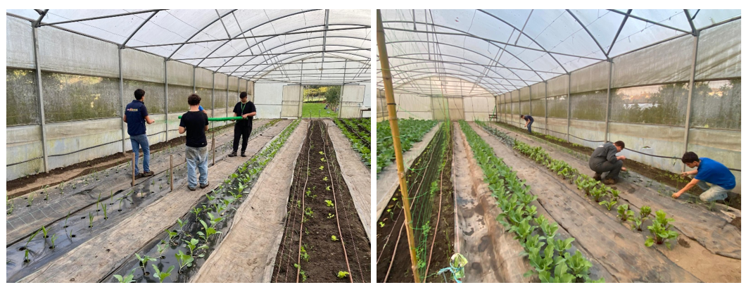 Foto 5 - Tutoramento das culturas hortoflorícolas: ervilhas e frésias; Controlo manual por monda das infestantes.