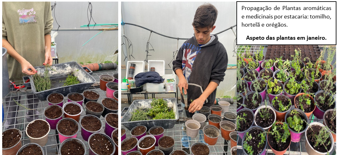 Foto 4 - Propagação de Plantas Aromáticas e Medicinais (PAM) por estacaria: Tomilho, hortelã e orégãos, para plantação.
