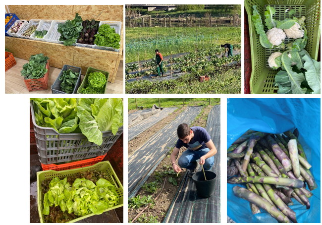 Colheita das culturas Hortoflorícolas de inverno para comercialização na casa das vendas da EPACSB.