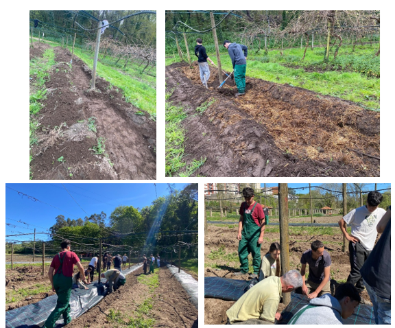 Preparação do solo para a instalação da cultura do maracujá roxo e amarelo; mobilização mínima com abertura de valas na linha de plantação; armação do solo em camalhões e cobertura dos camalhões com tela para o controlo natural das infestantes.