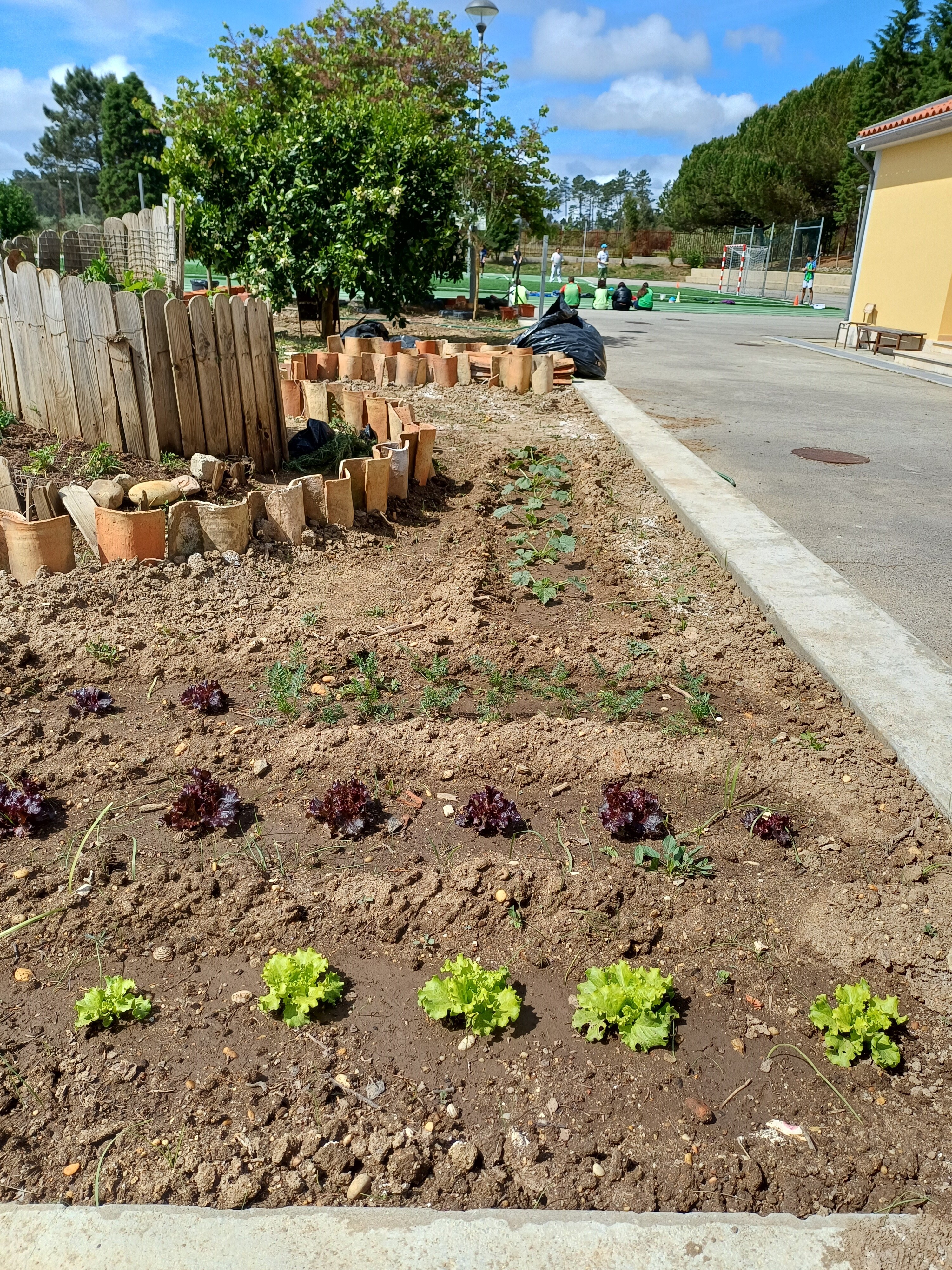 Plantios diversificados da nossa horta