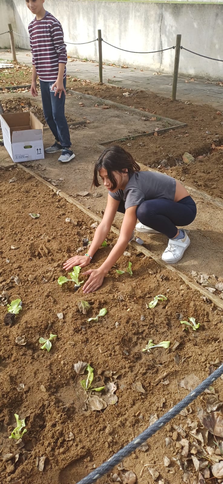 Início da plantação - com o envolvimento dos alunos da casa pedagógica ( educação especial), depois de pesquisarem quais os produtos a serem plantados na altura do ano em que se iniciou este desafio.