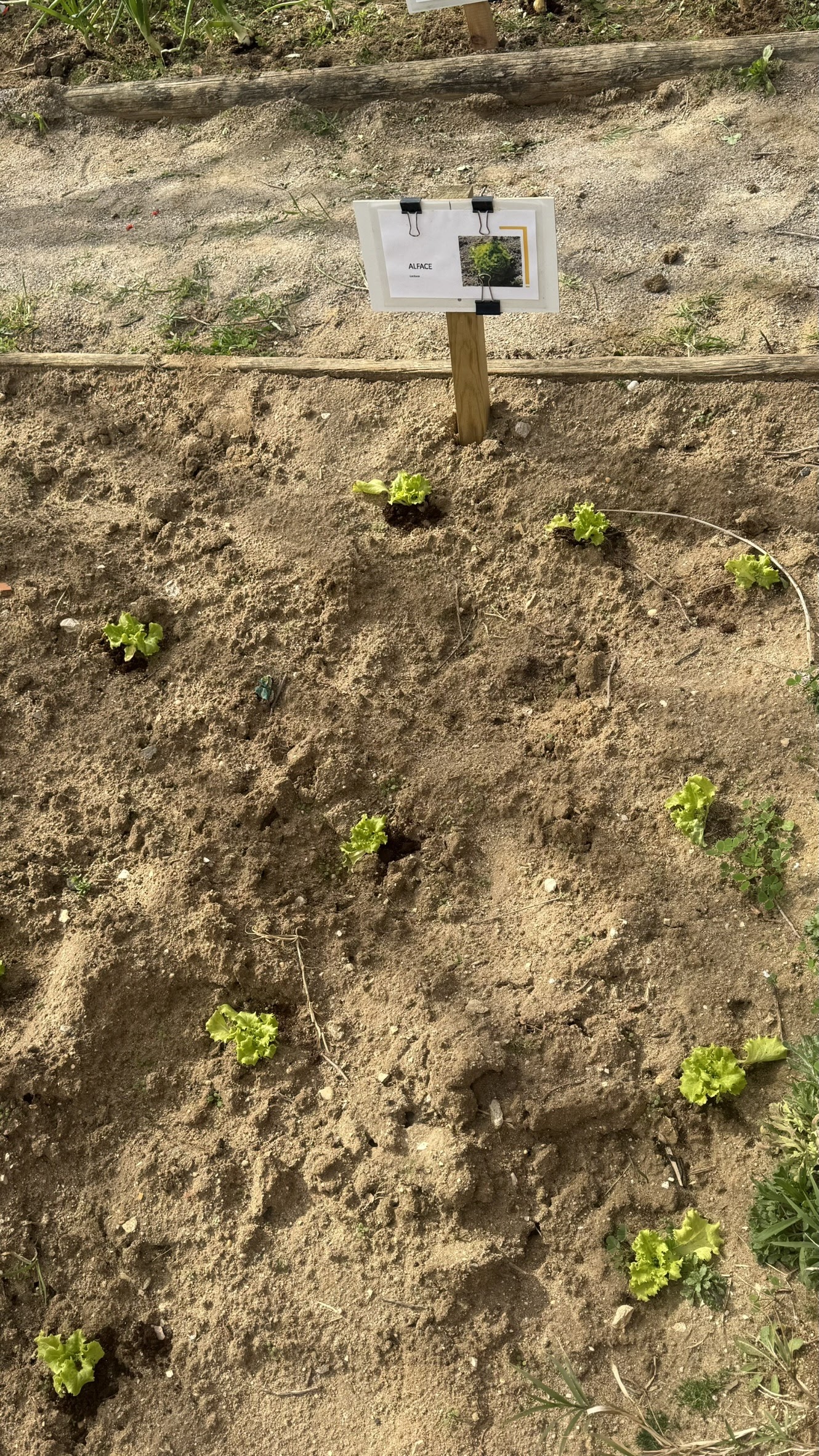 Novas plantações.