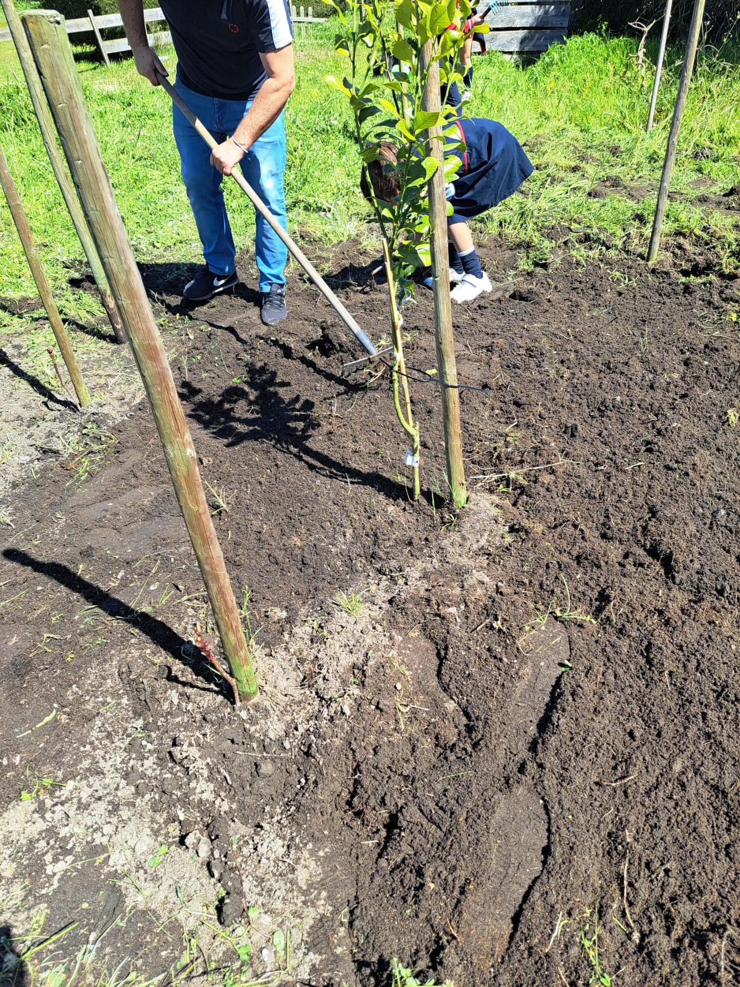 Plantação de árvores de fruto