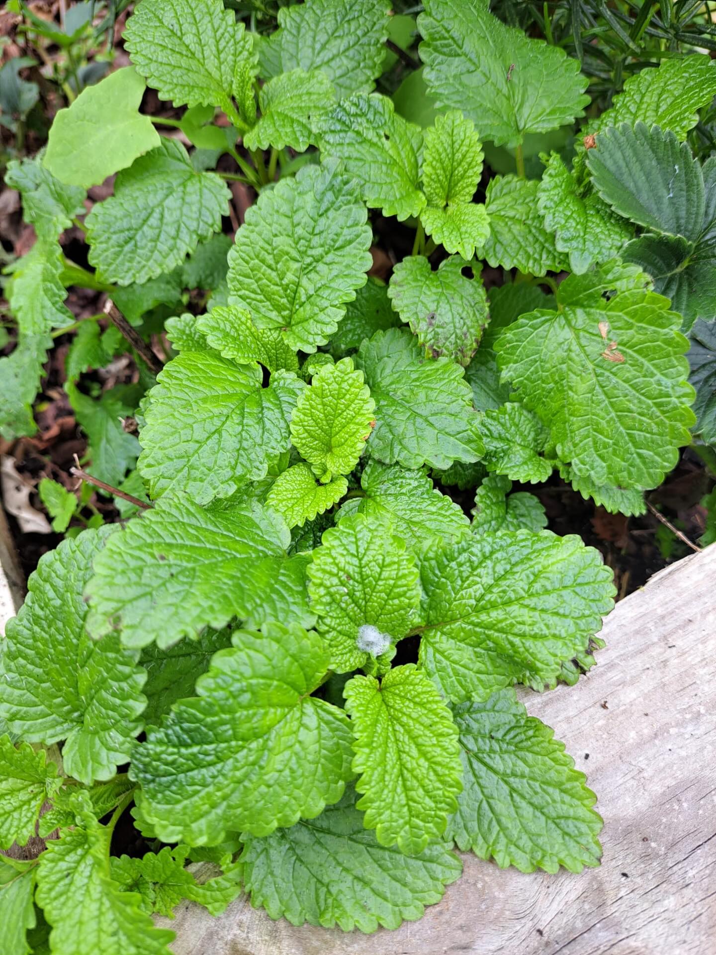 Colheita de plantas aromáticas