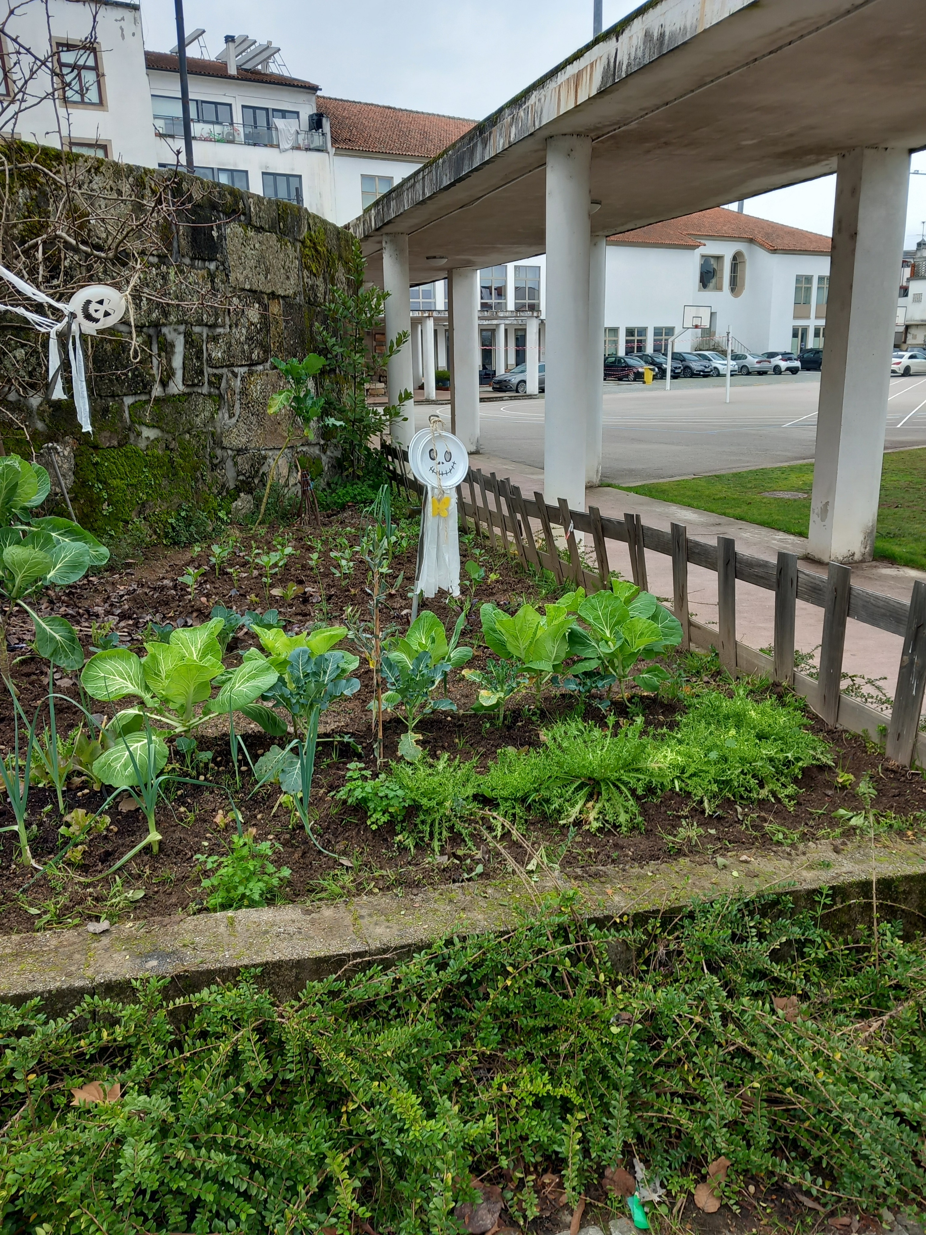 Sementeira de favas e ervilhas.