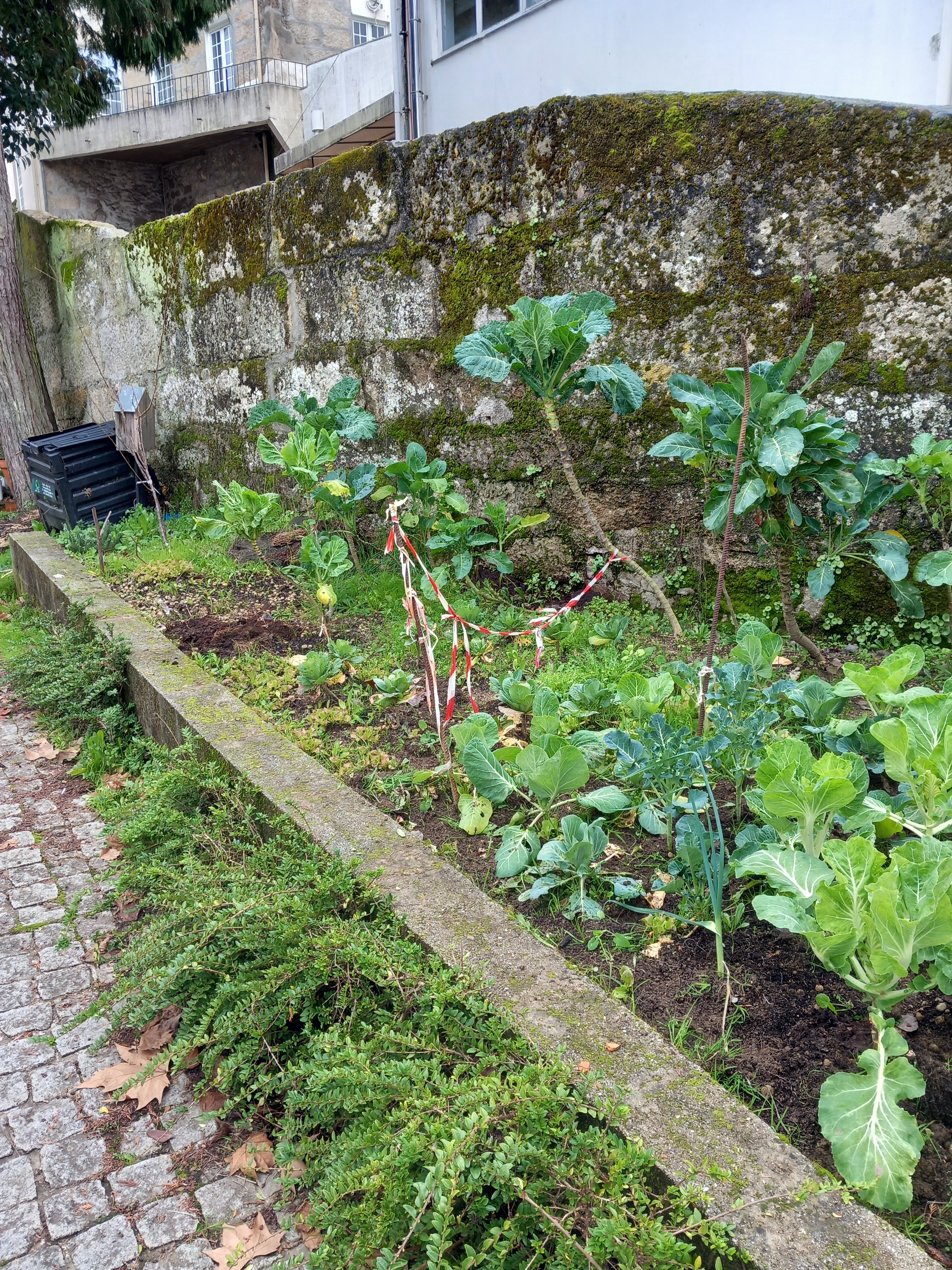 Aspeto do cultivo de algumas couves