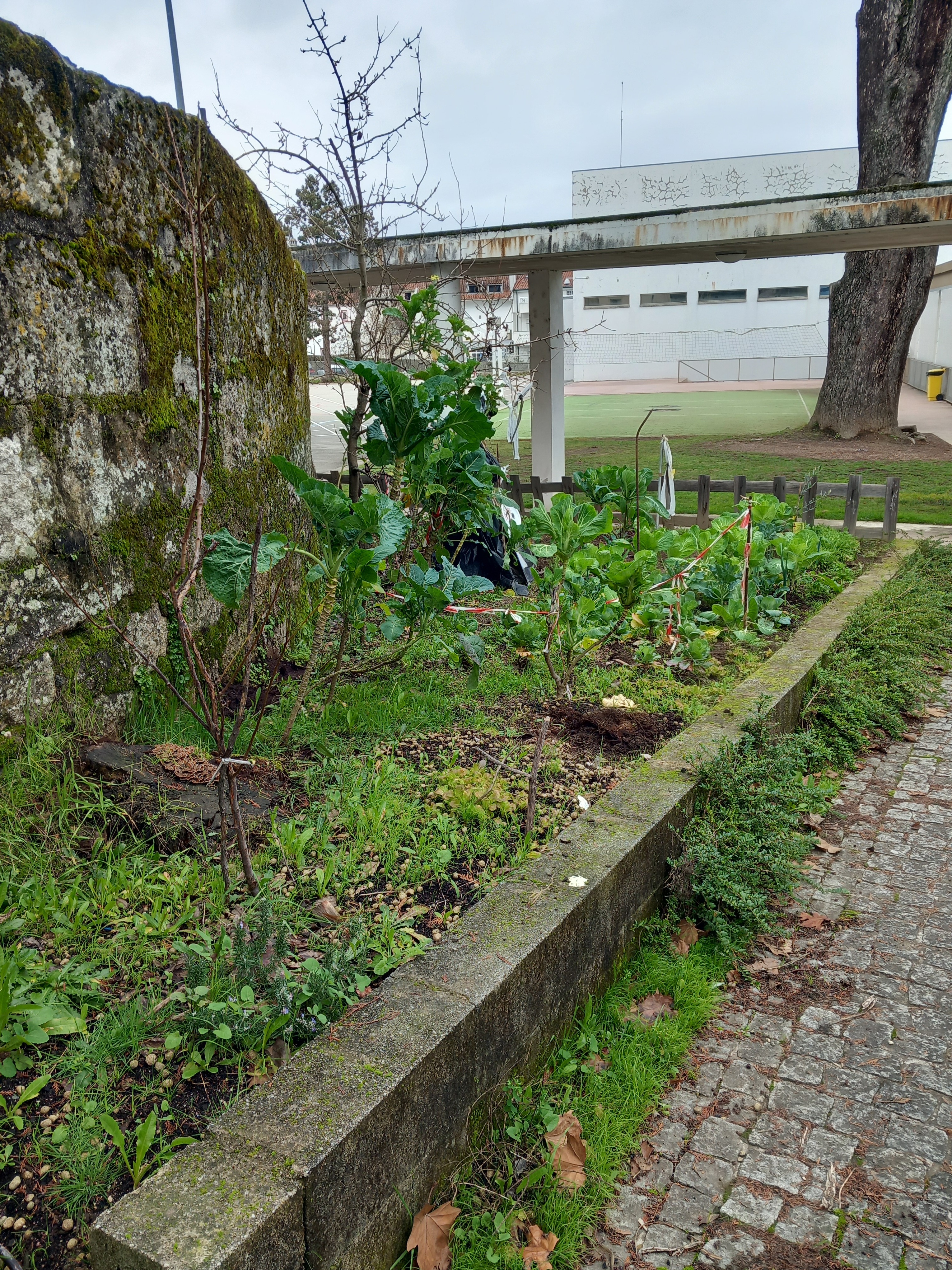 Mini - horta