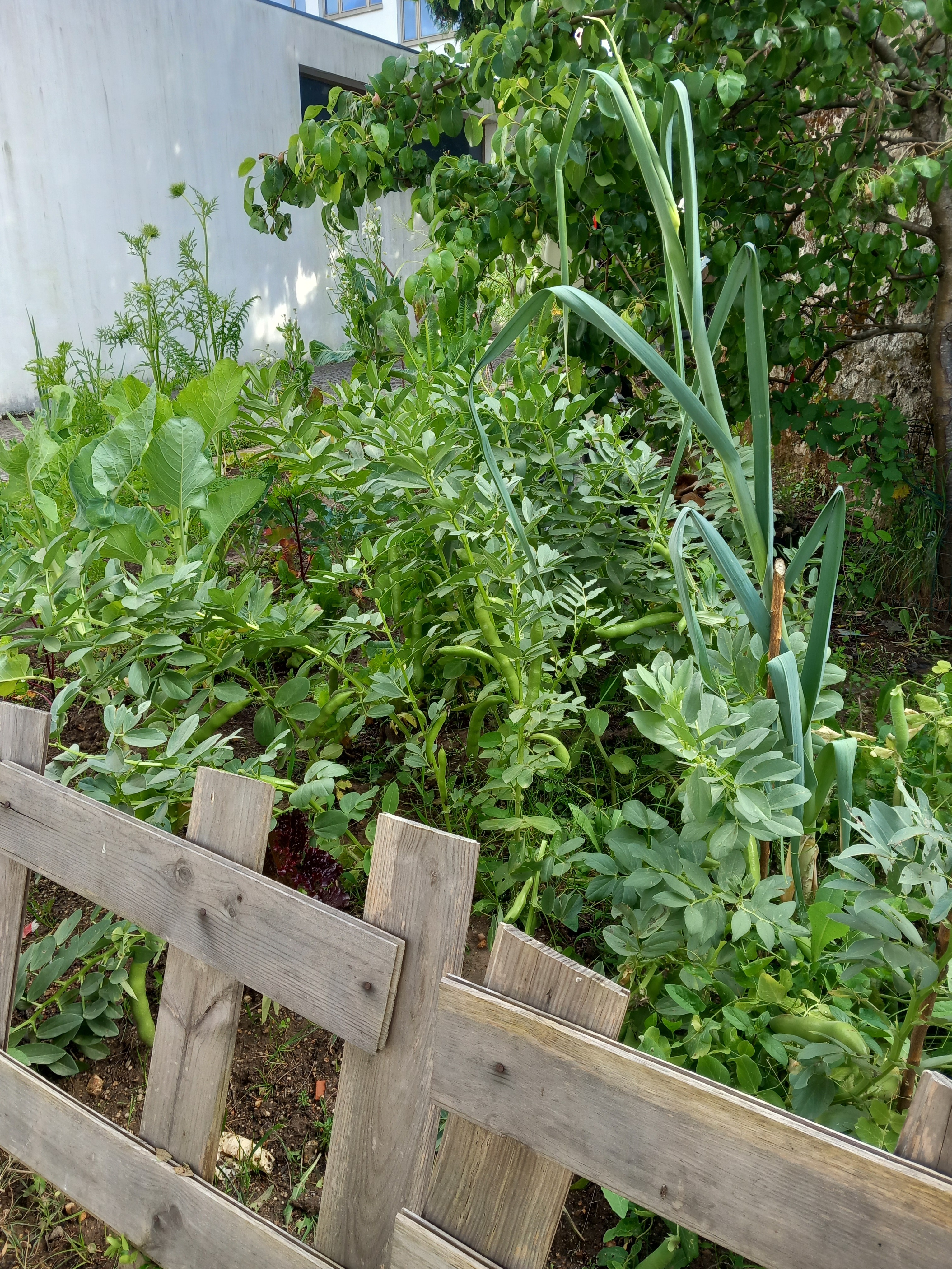 Favas