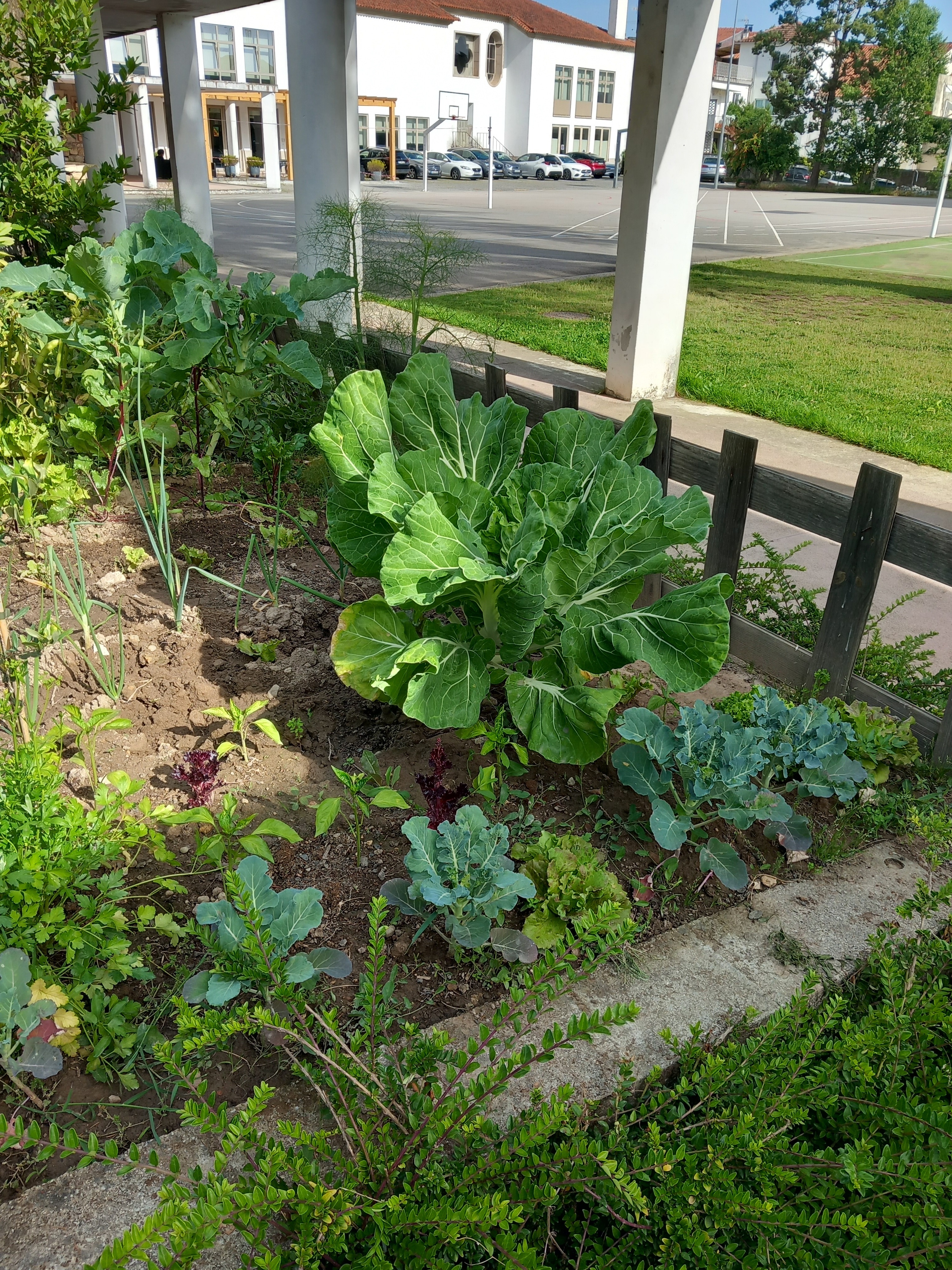 Diversas culturas na mini horta