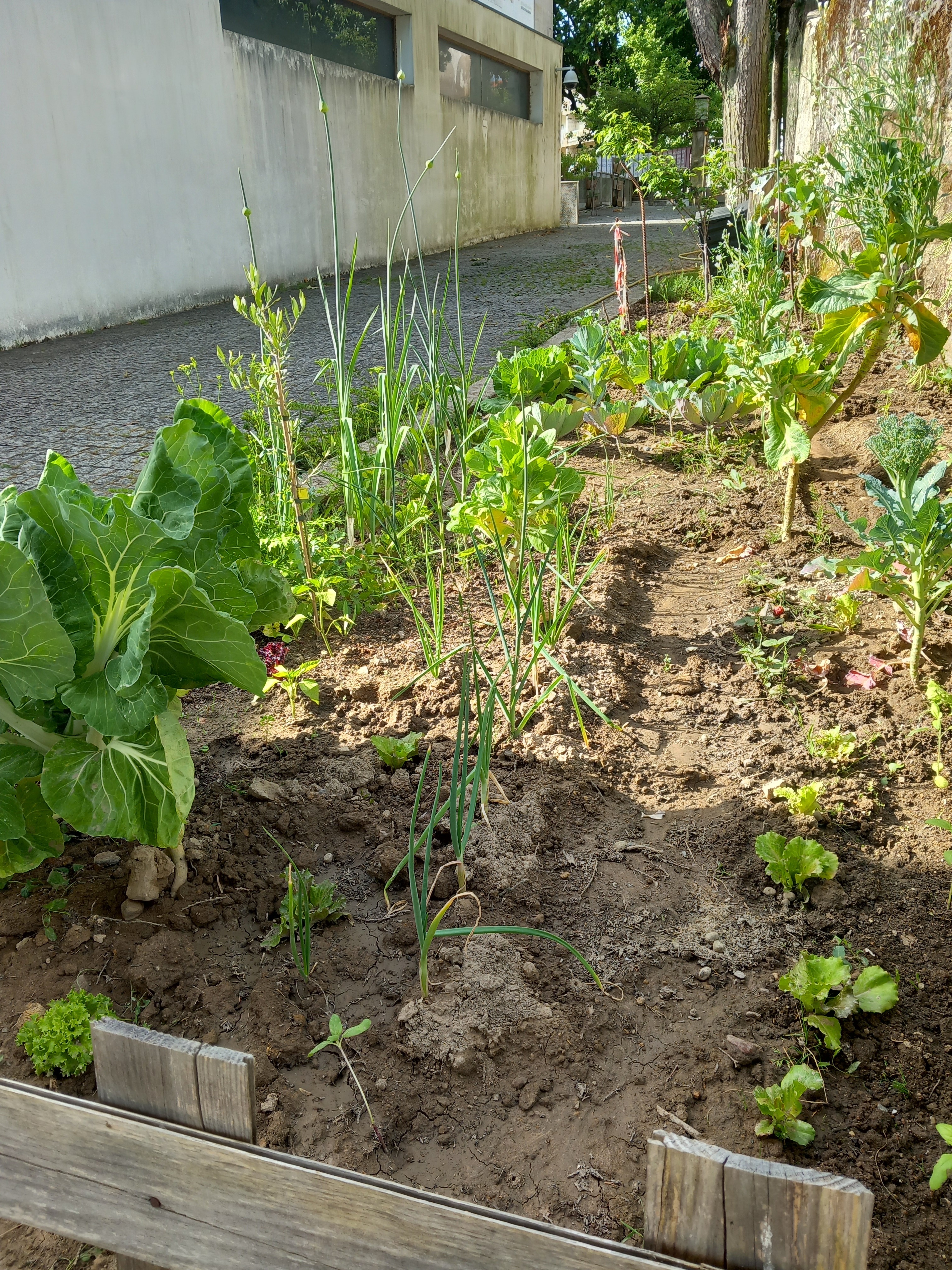 Horta em maio