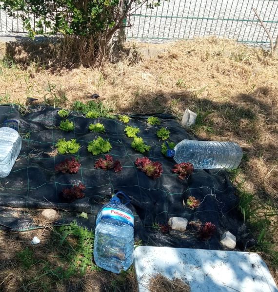 Alfaces plantadas em técnica de Mulching.