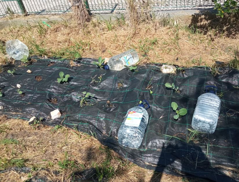 Couve galega plantada em técnica de Mulching.