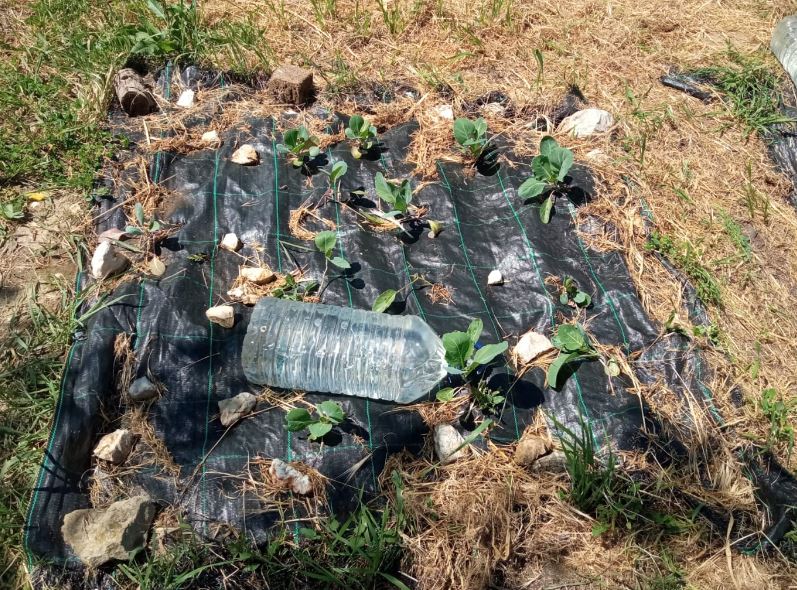 Couve tronchuda plantada em técnica de Mulching.