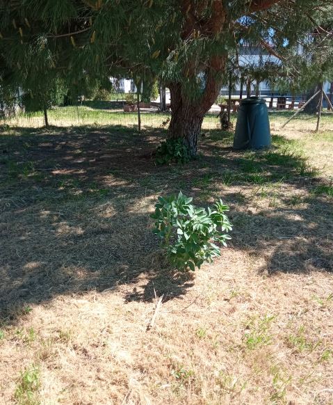 Favas que resistiram ao mau tempo e compostagem ao fundo.
