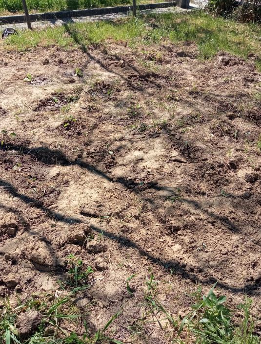 Plantação de várias hortícolas em solo exposto.