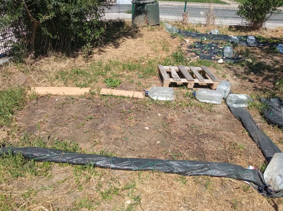 Sementeira de cenoura após retirada de lona de liocel para controlo de ervas pré-existentes.