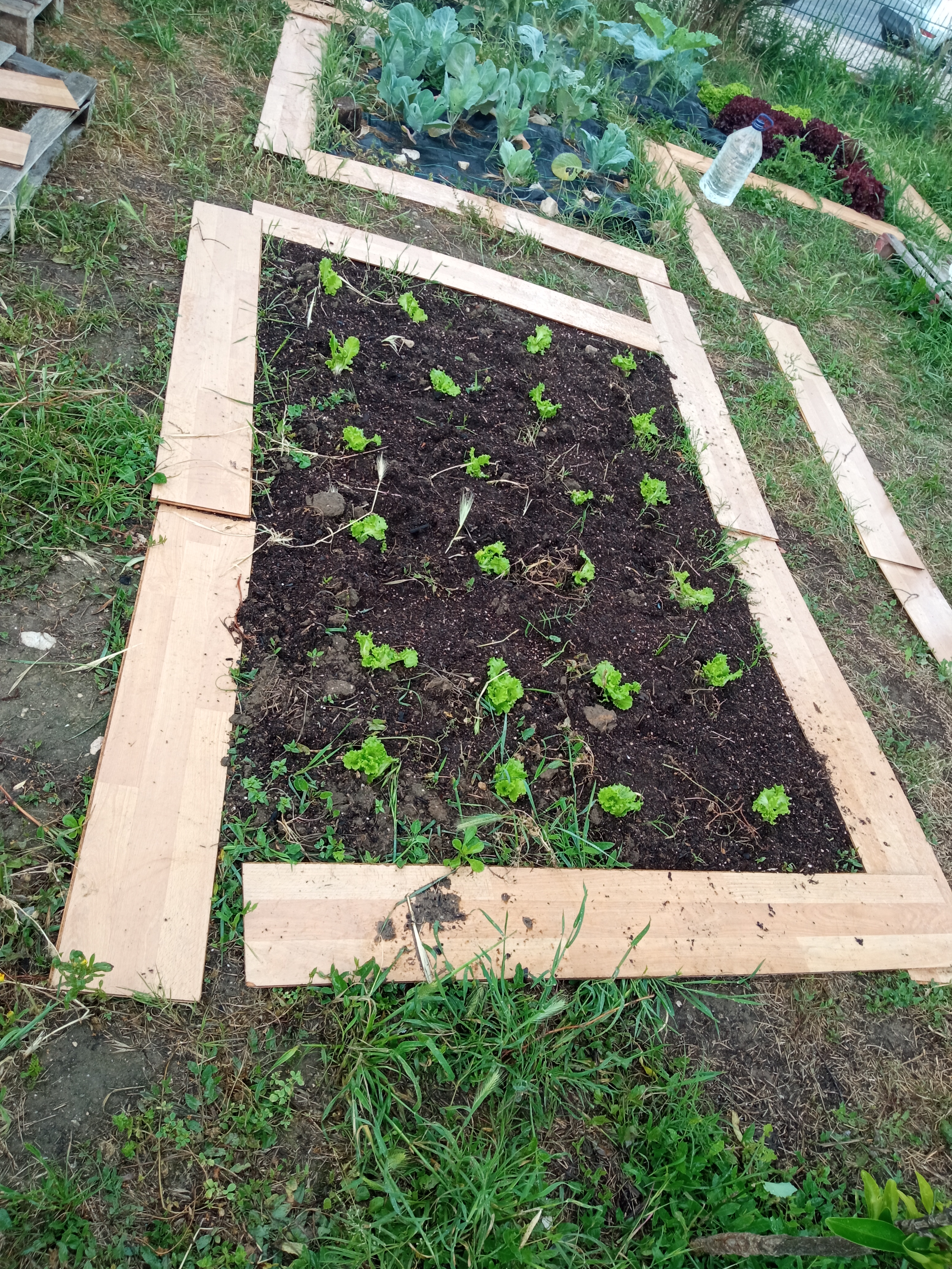 Alfaces plantadas em maio, em solo exposto.