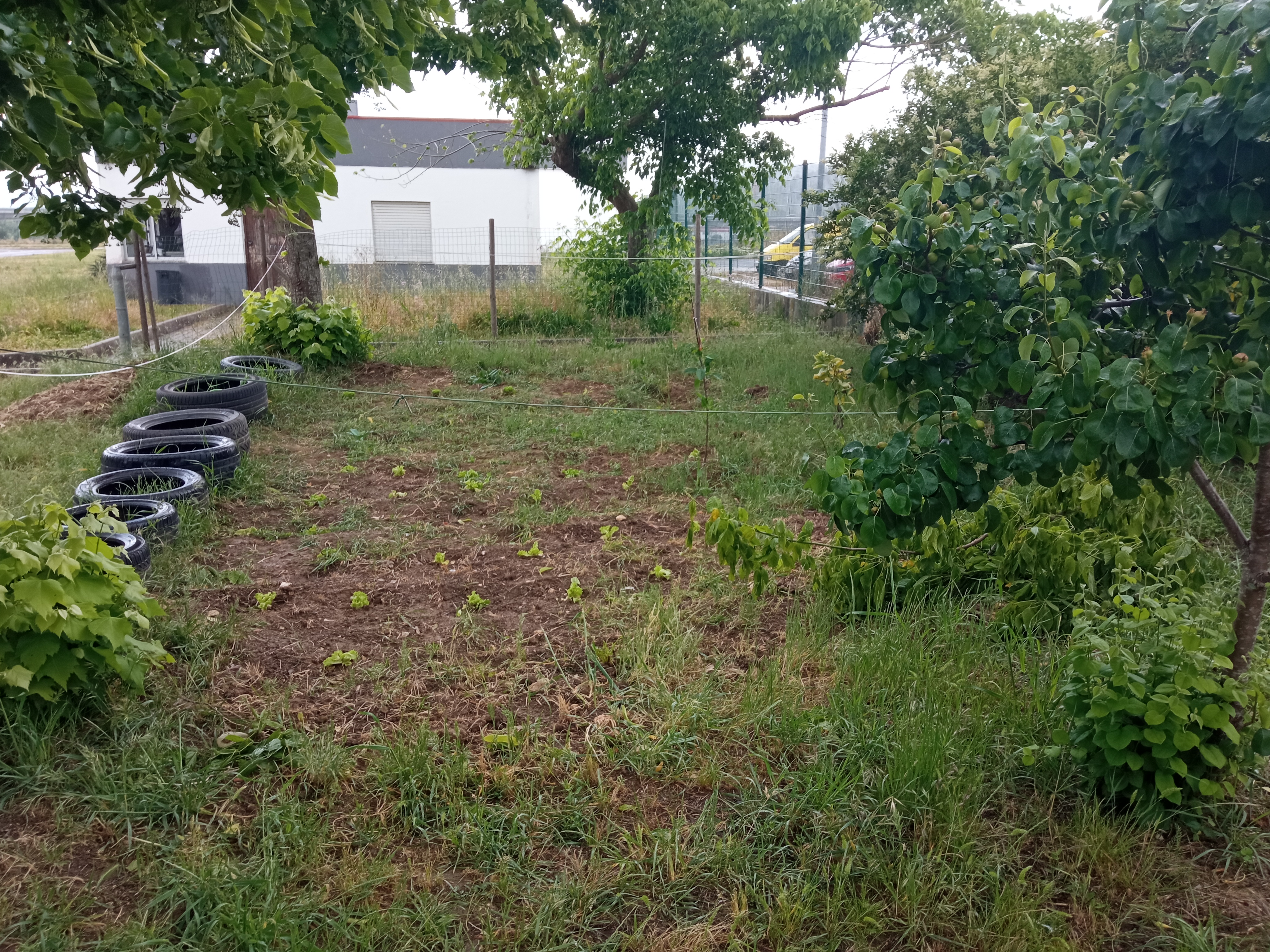 Hortícolas em solo exposto.
