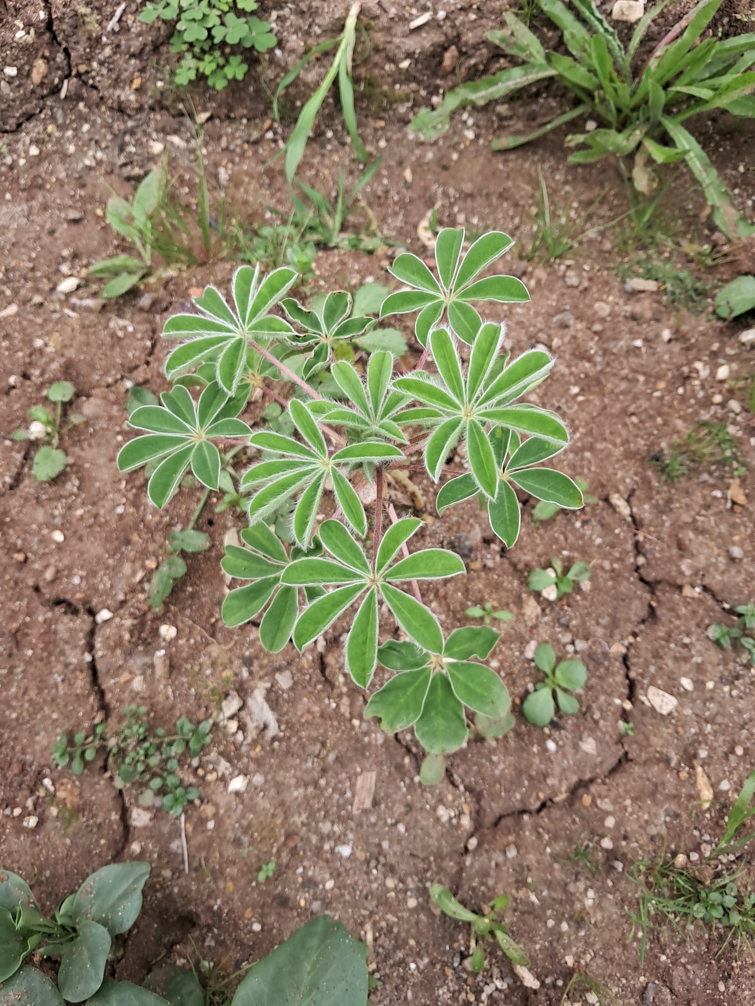Tremoceiro da nossa horta