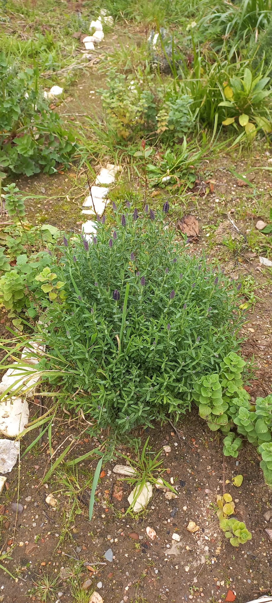 Plantas polinizadoras que ainda se mantêm na horta, plantas no ano anterior.
