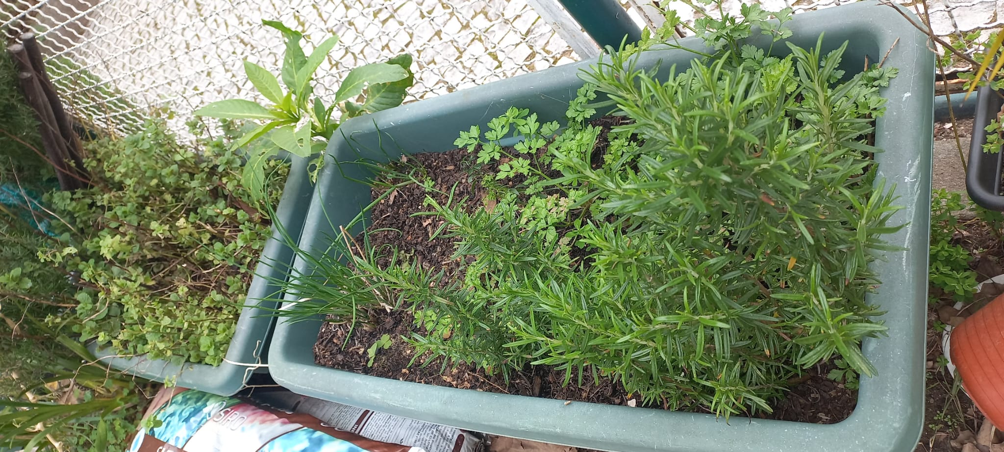 Viveiros utilizados para semear e propagar novas plantas. É possivel observar os vários pés de alecrim que pegaram por estaca.