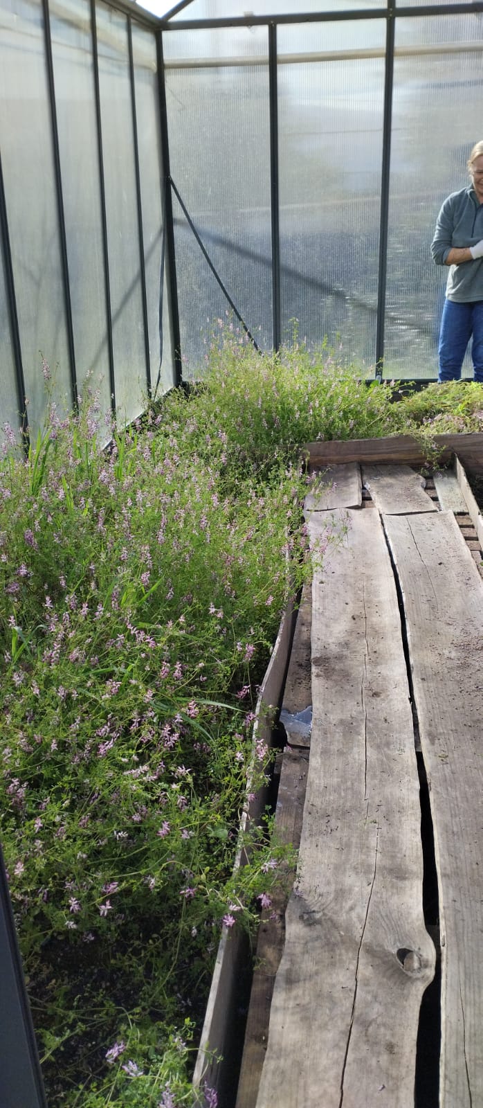 Pormenor das plantas naturais, antes da preparação do terreno.