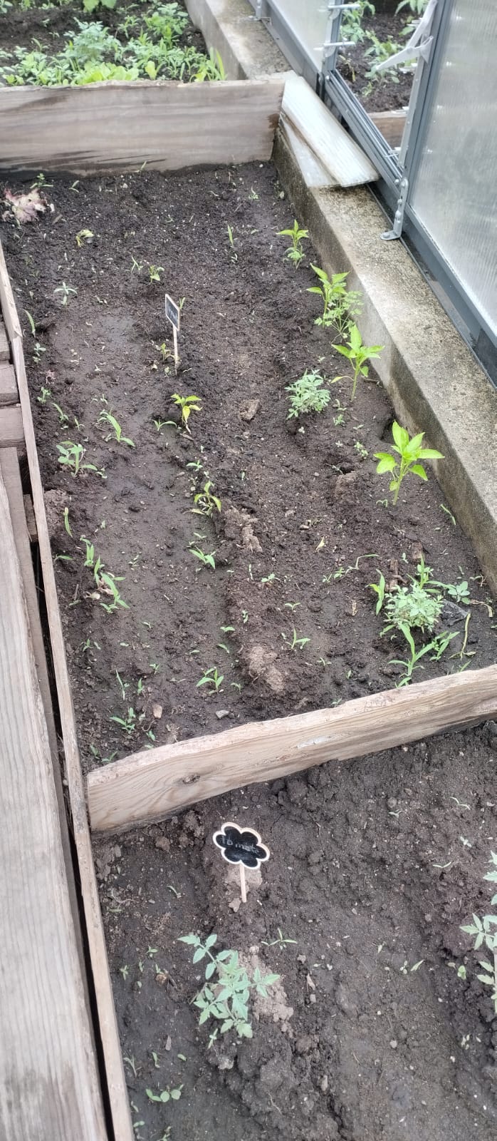 Canteiro de plantação de tomateiros
