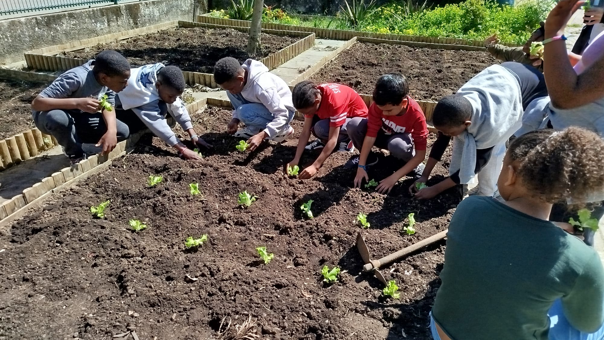 Plantação de alfaces pelos alunos.