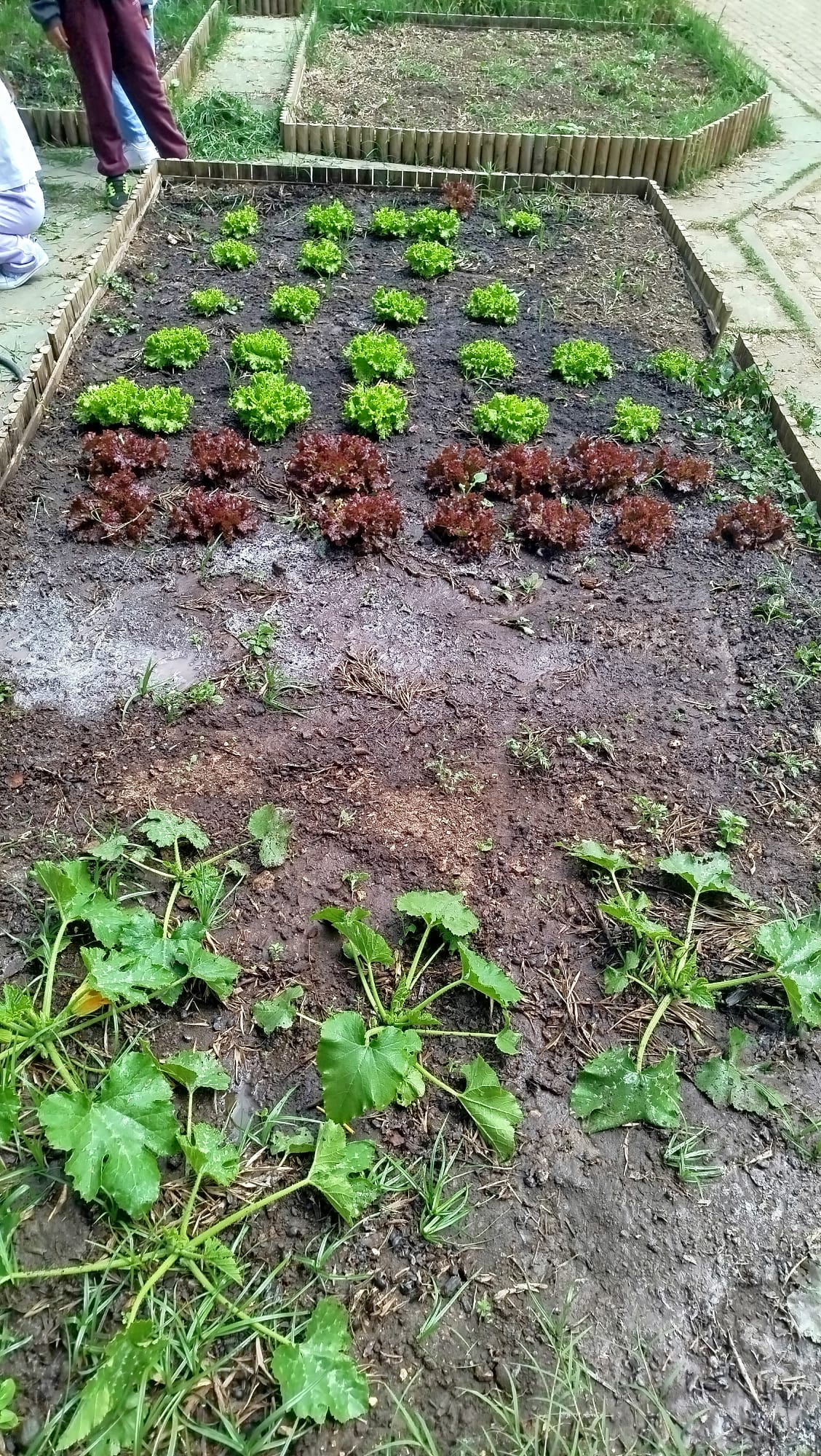 Os nossos vegetais em crescimento.