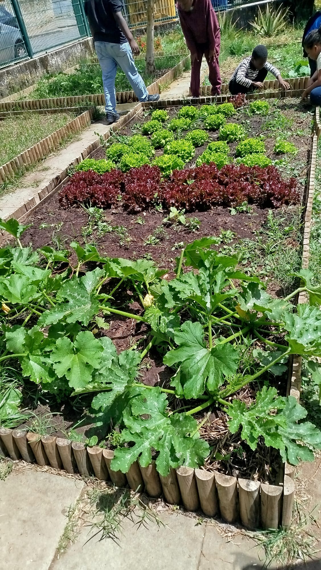 Alfaces quase prontas para colher e serem comidas ao almoço!