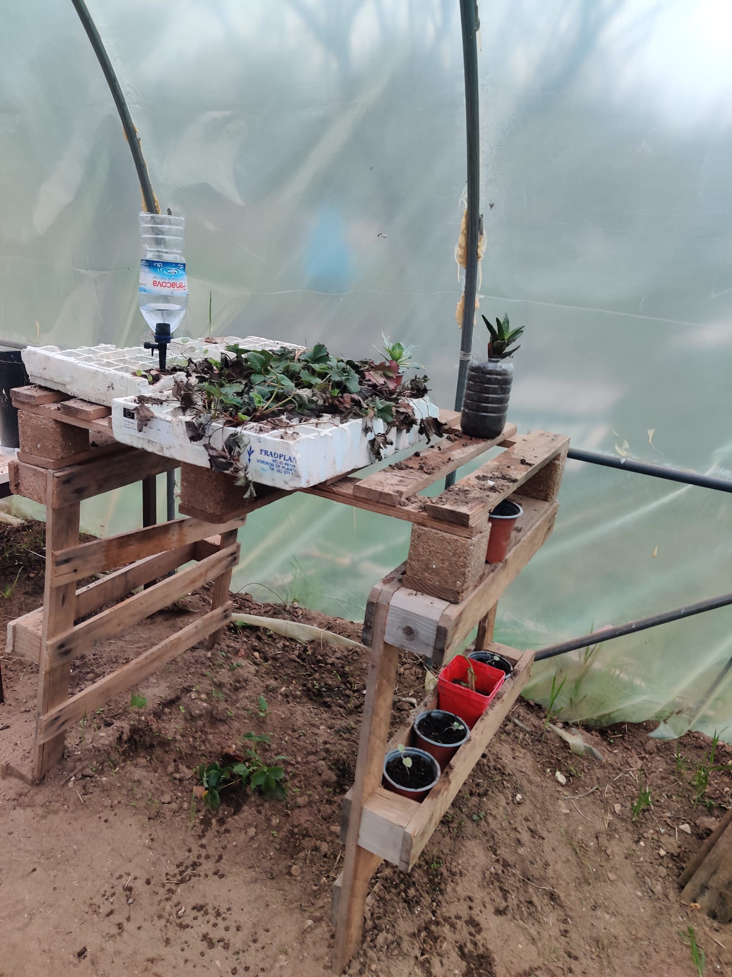 Em estufa: Preparação dos morangueiros para a plantação.