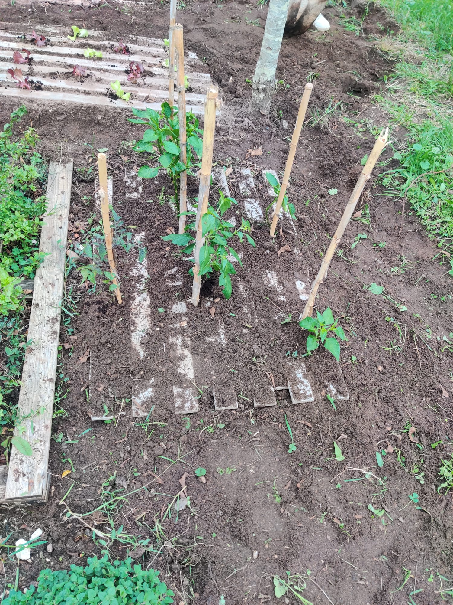 Ar livre - Renovação do canteiro dos pimenteiros para construção de camalhão com diferentes hortícolas.