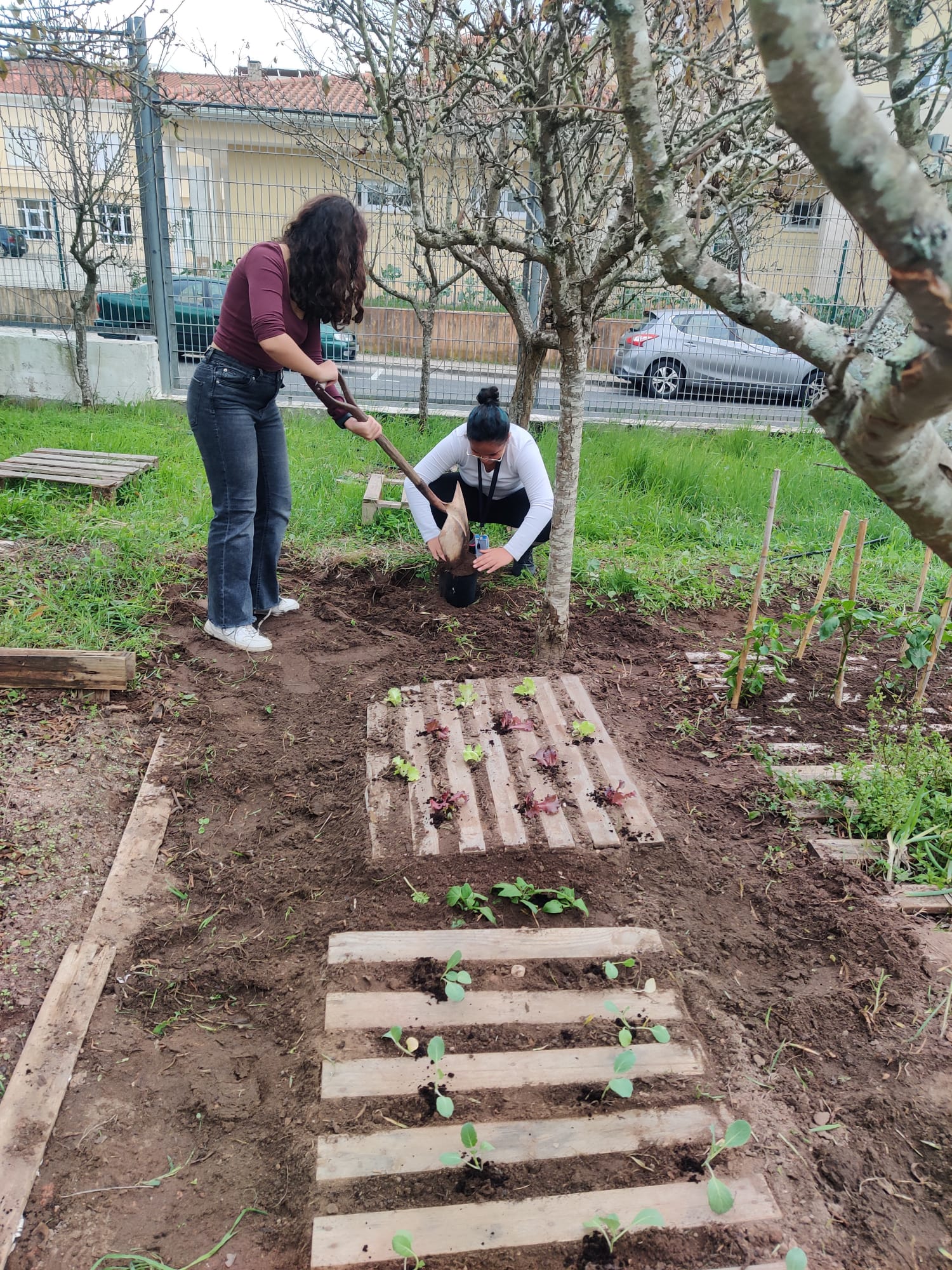 Ar livre - Plantação de couves e de alfaces.