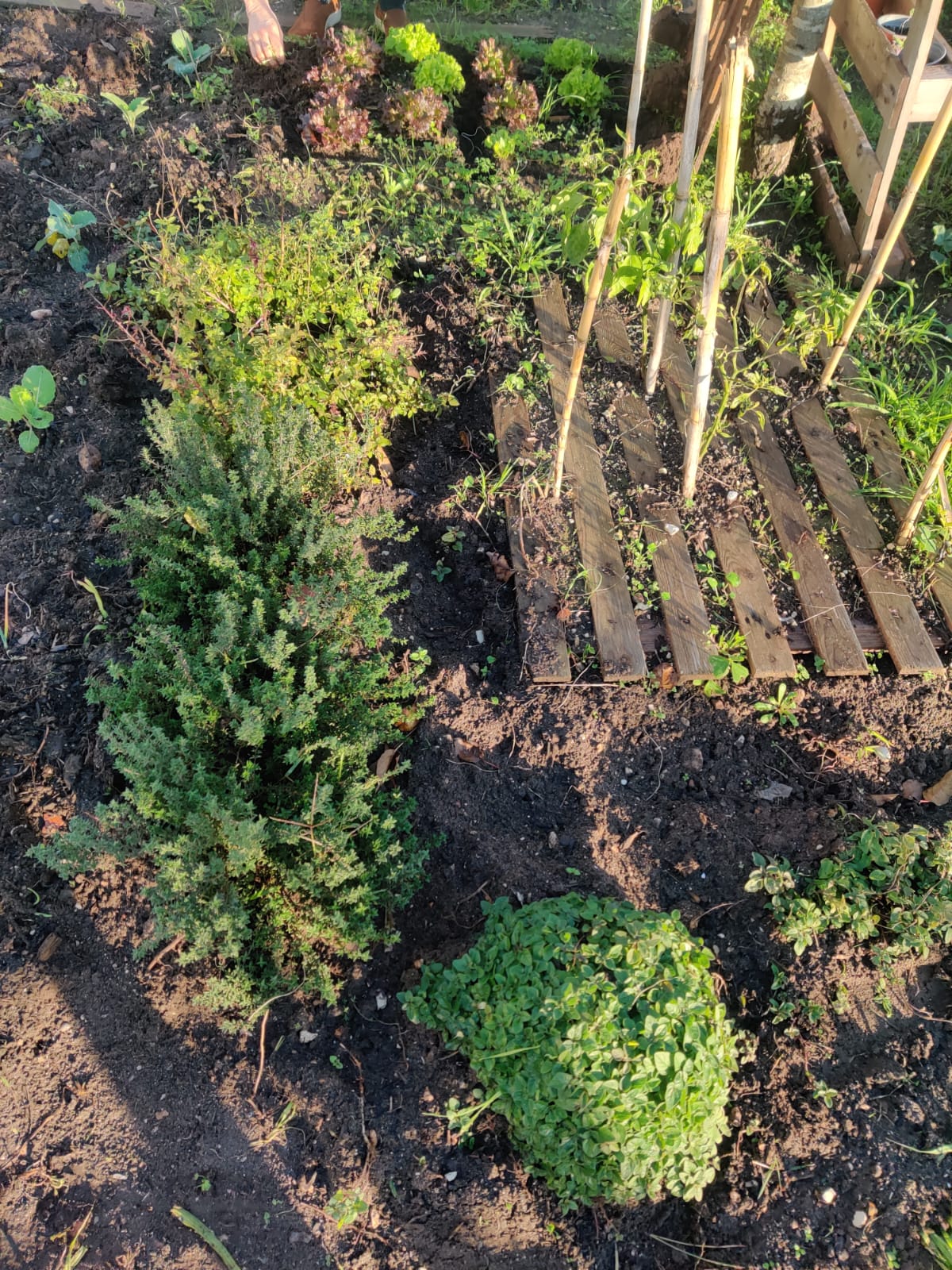 Ar livre: Consociação de plantas aromáticas e de hortícolas.