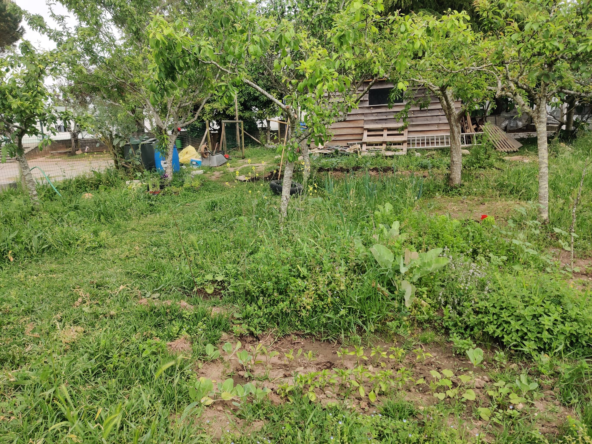 1º Plano: Plantas “abaceladas” (pimentos, beringelas, couves e aboborinhas ou “courgettes”).
À esquerda: Canteiro das plantas aromáticas.
Ao fundo: Arrecadação dos equipamentos e canteiros com alfaces, coentros, pimentos, couves-bróculo e tomateiros.