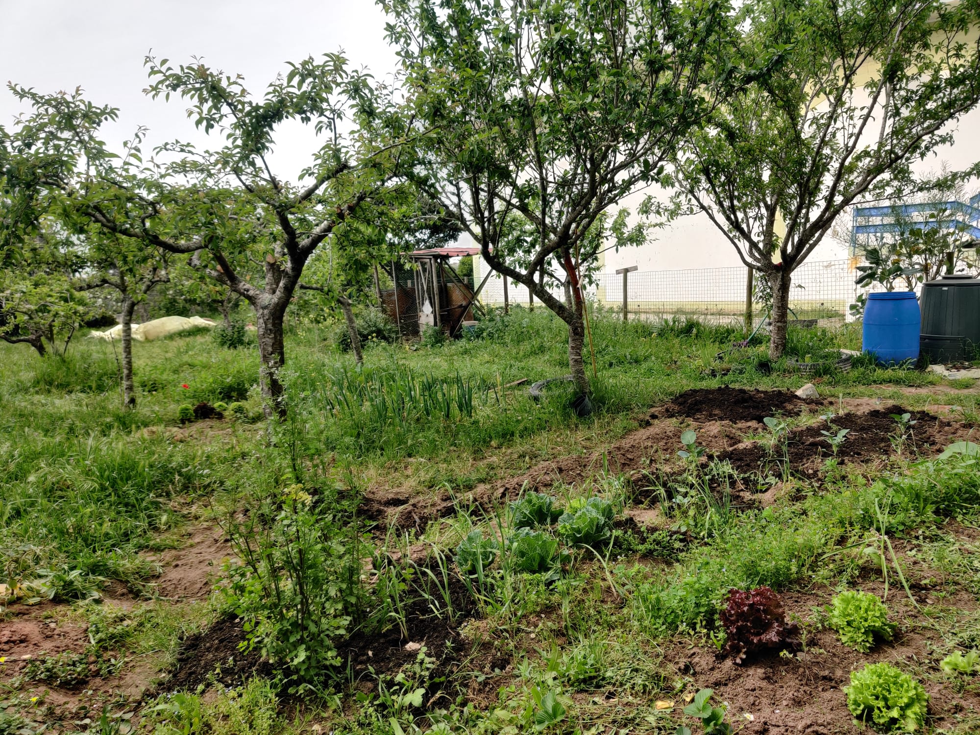 1º Plano: Canteiros com alfaces, coentros, pimentos, couves-bróculo e tomateiros.
Ao fundo: Canteiro das plantas aromáticas.
À esquerda: Enrrelvamento e árvores de fruto.