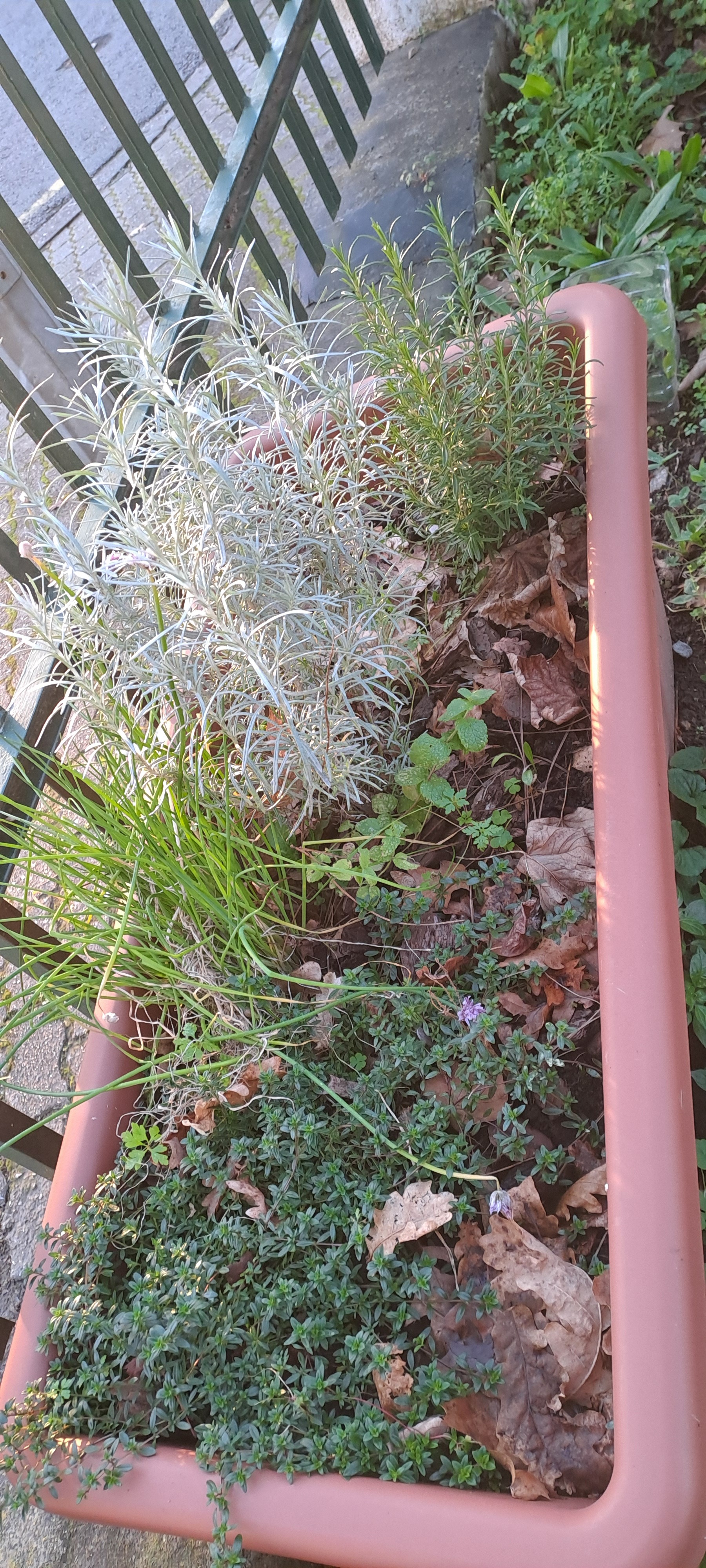 Floreiras de plantas aromáticas que resistiram do ano anterior.