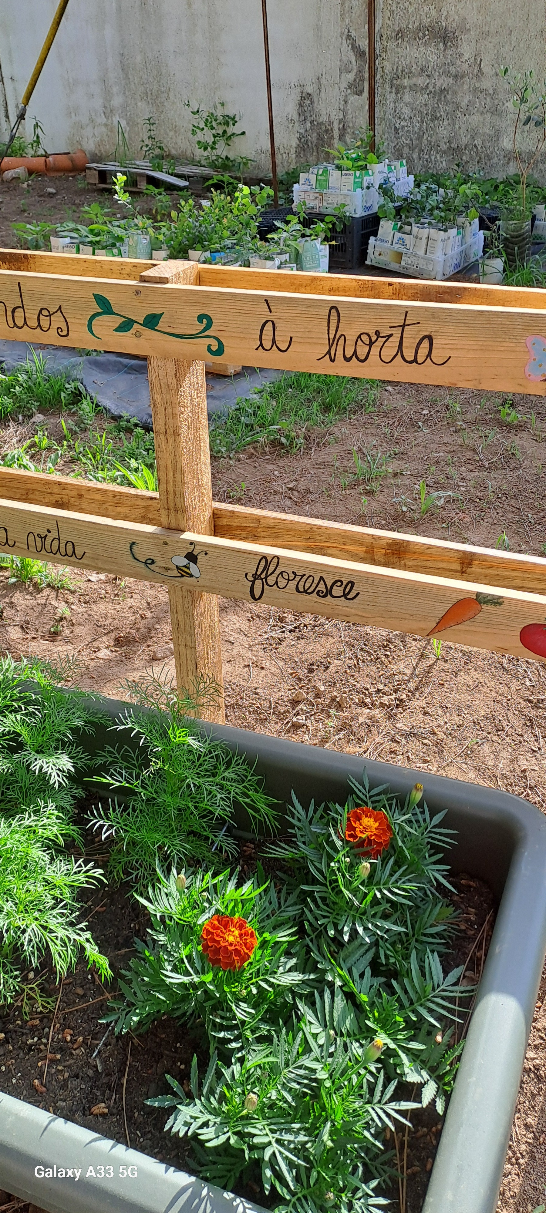 Mais polinizadoras e flores amigas das hortas, tagetes, zínias e cosmos.