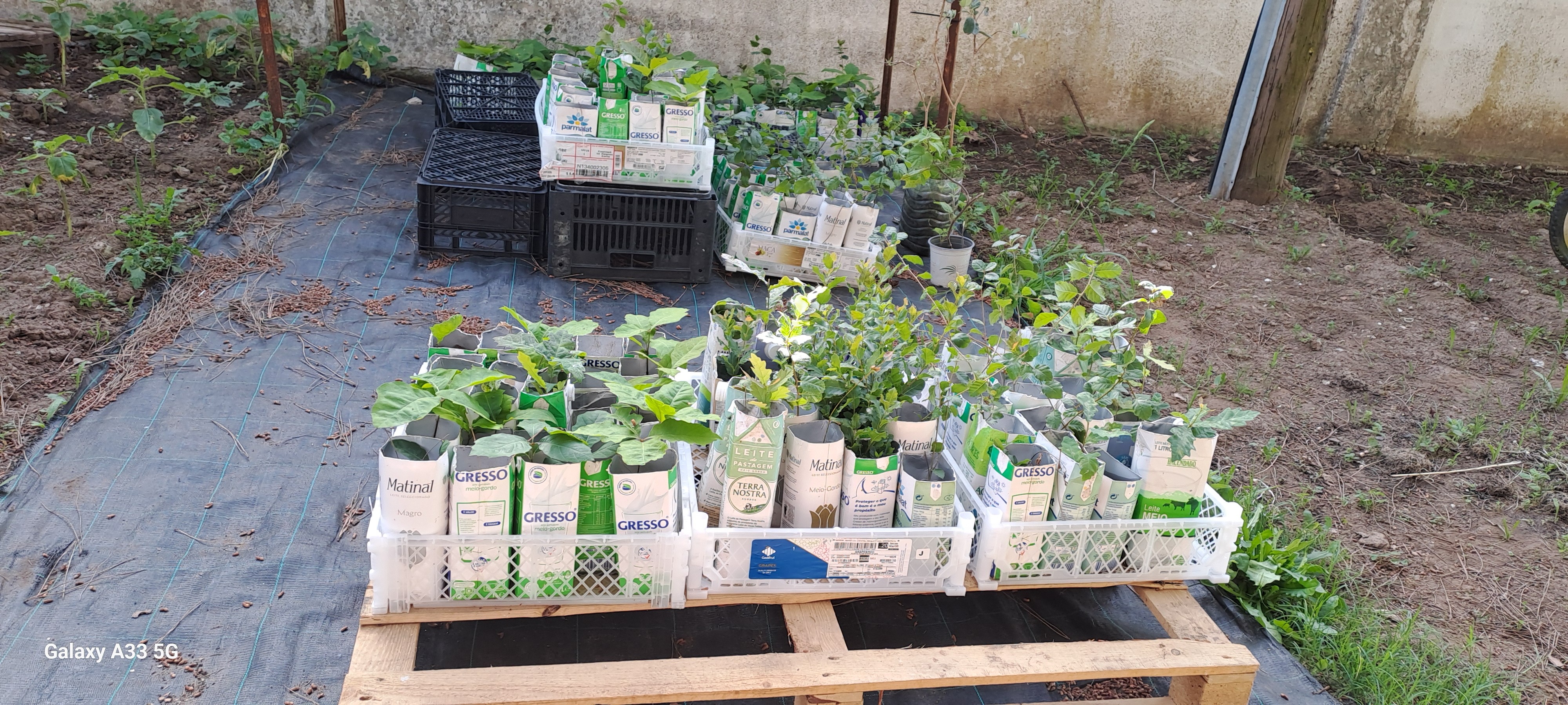 As nossas árvores, essencialmente quercus, mais de 200 árvores estão em pleno desenvolvimento.