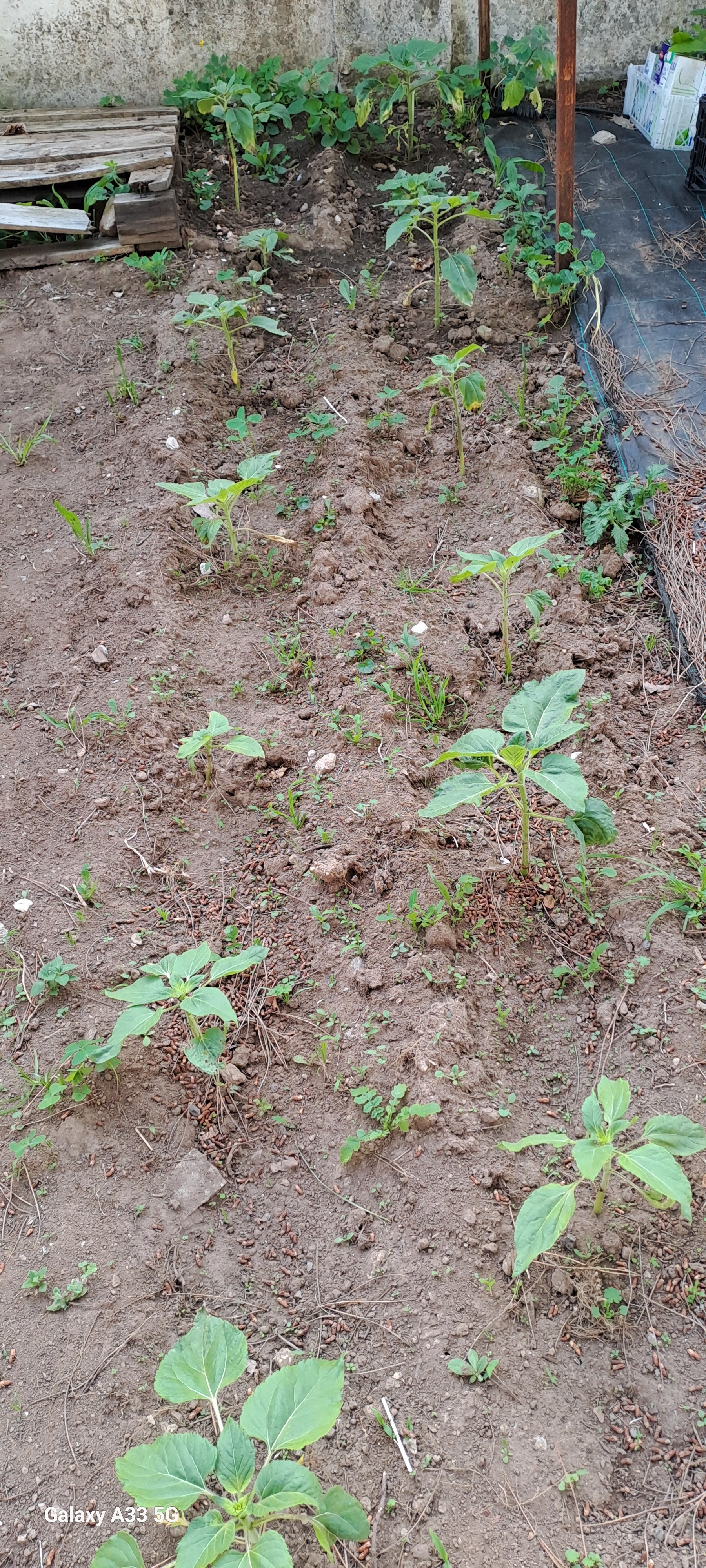 Duas filas com girassóis que ainda estão um pouco atrasados devido à plantação tardia.
